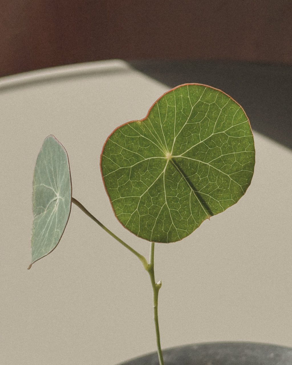Stephania Erecta in metal pot