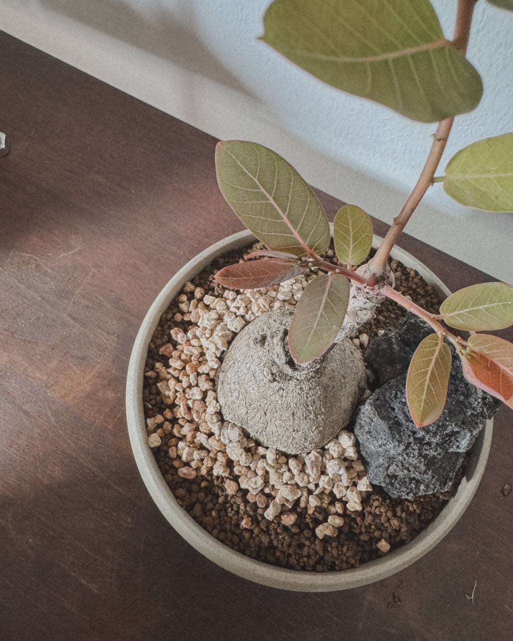 Phyllanthus Mirabillis M