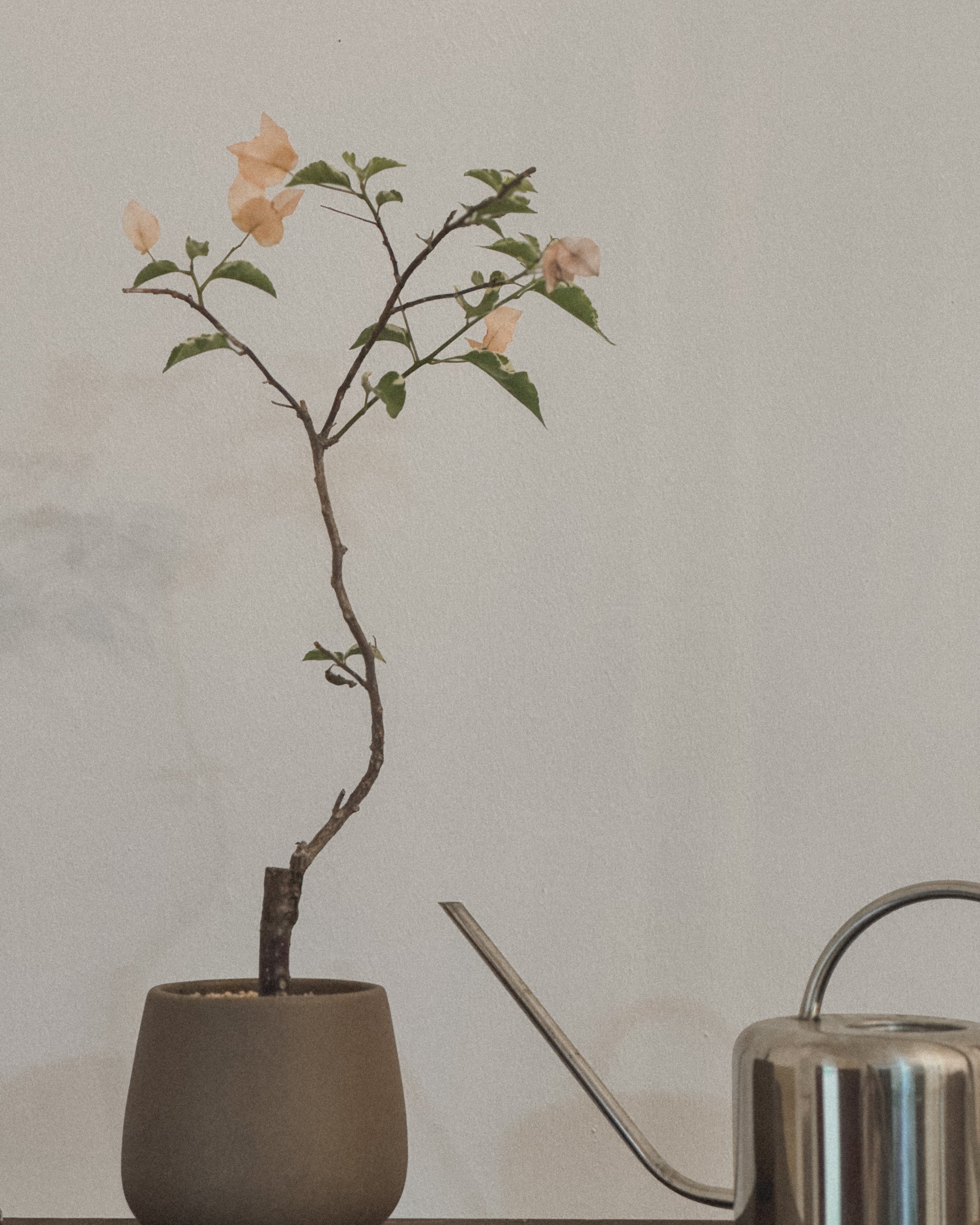Variegated Bougainvillea
