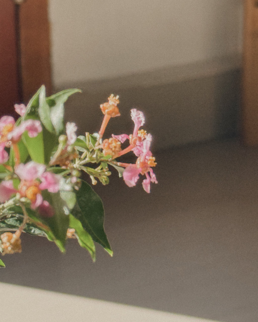 Cherry Barbados Bonsai