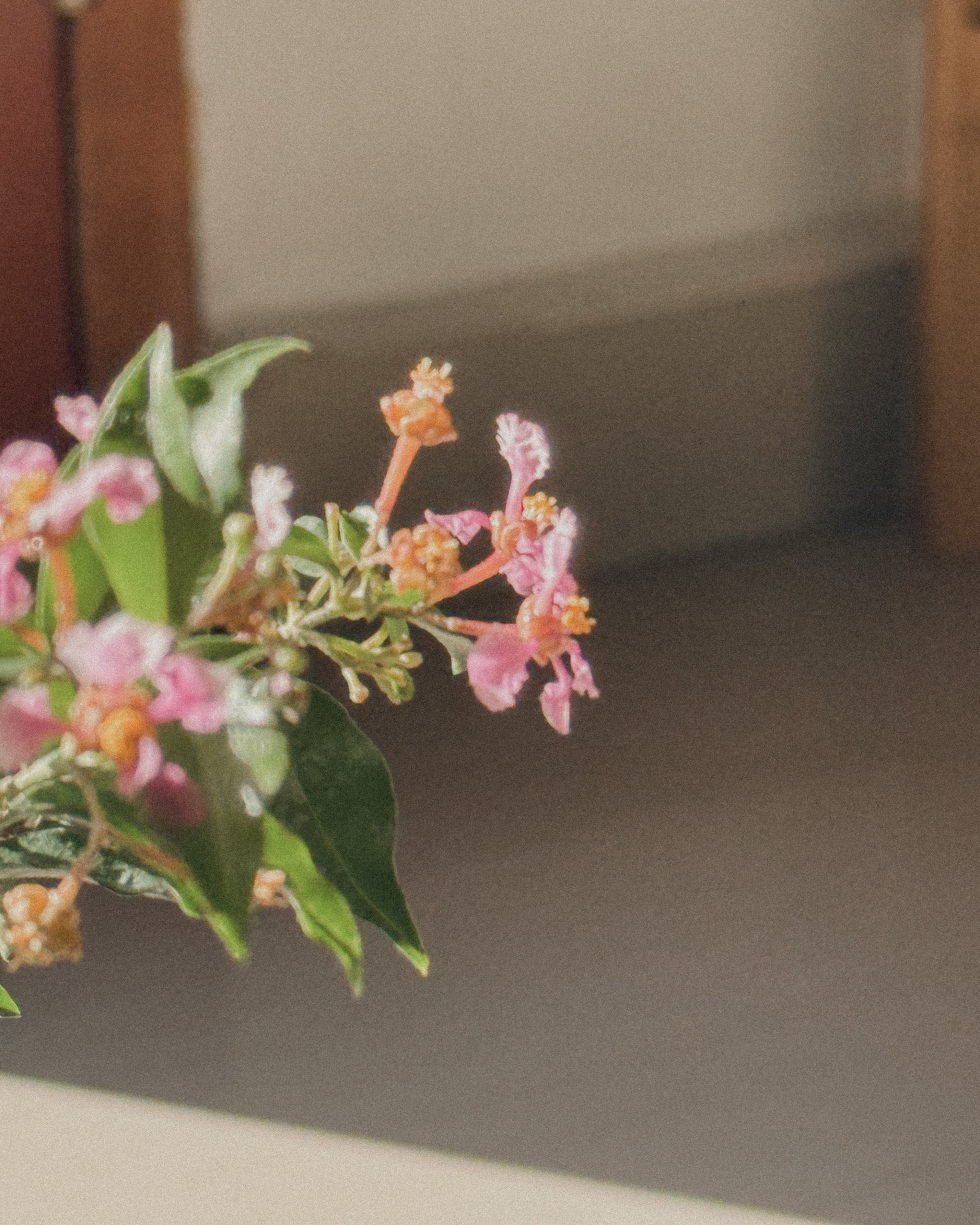 Cherry Barbados Bonsai