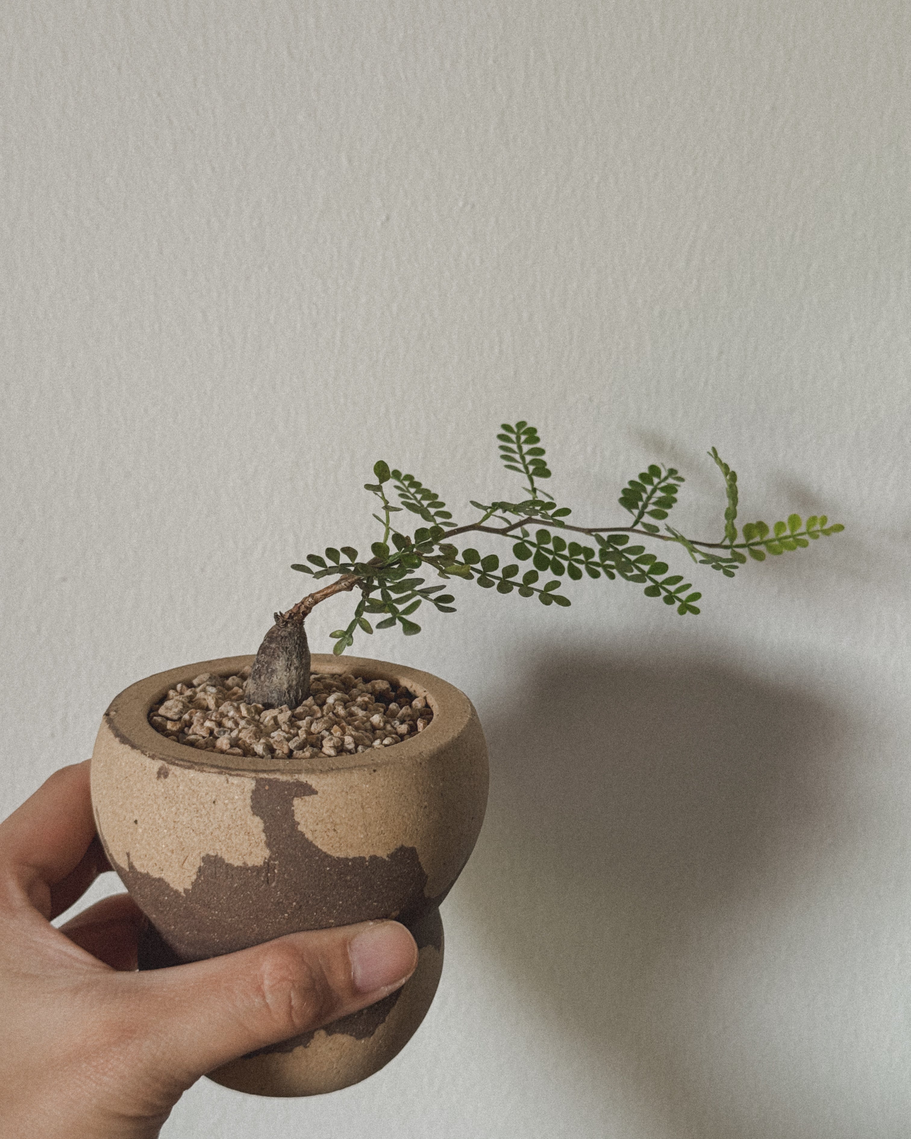 Operculicarya Pachypus super mini