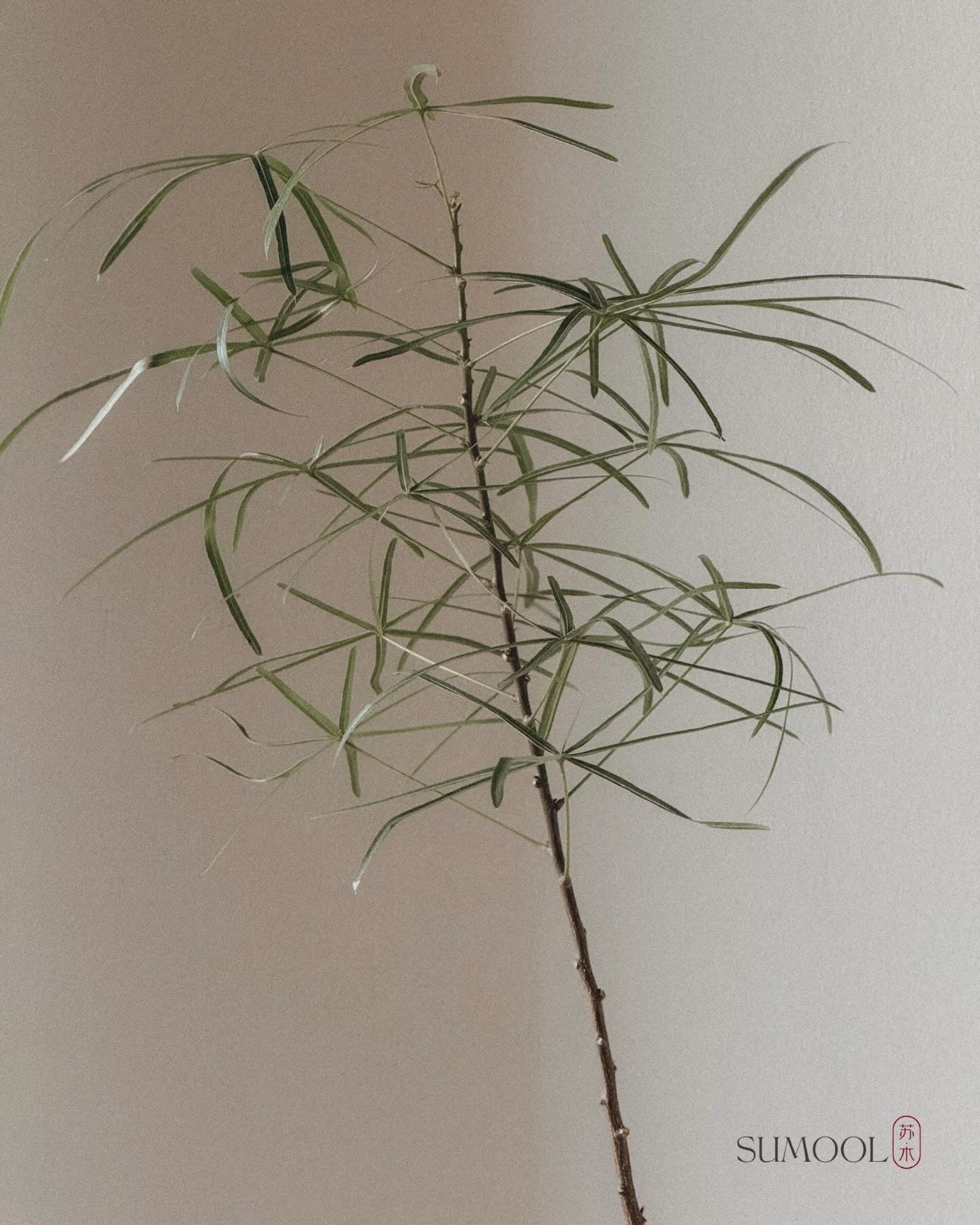 Bottle Tree (Brachychiton Rupestris)