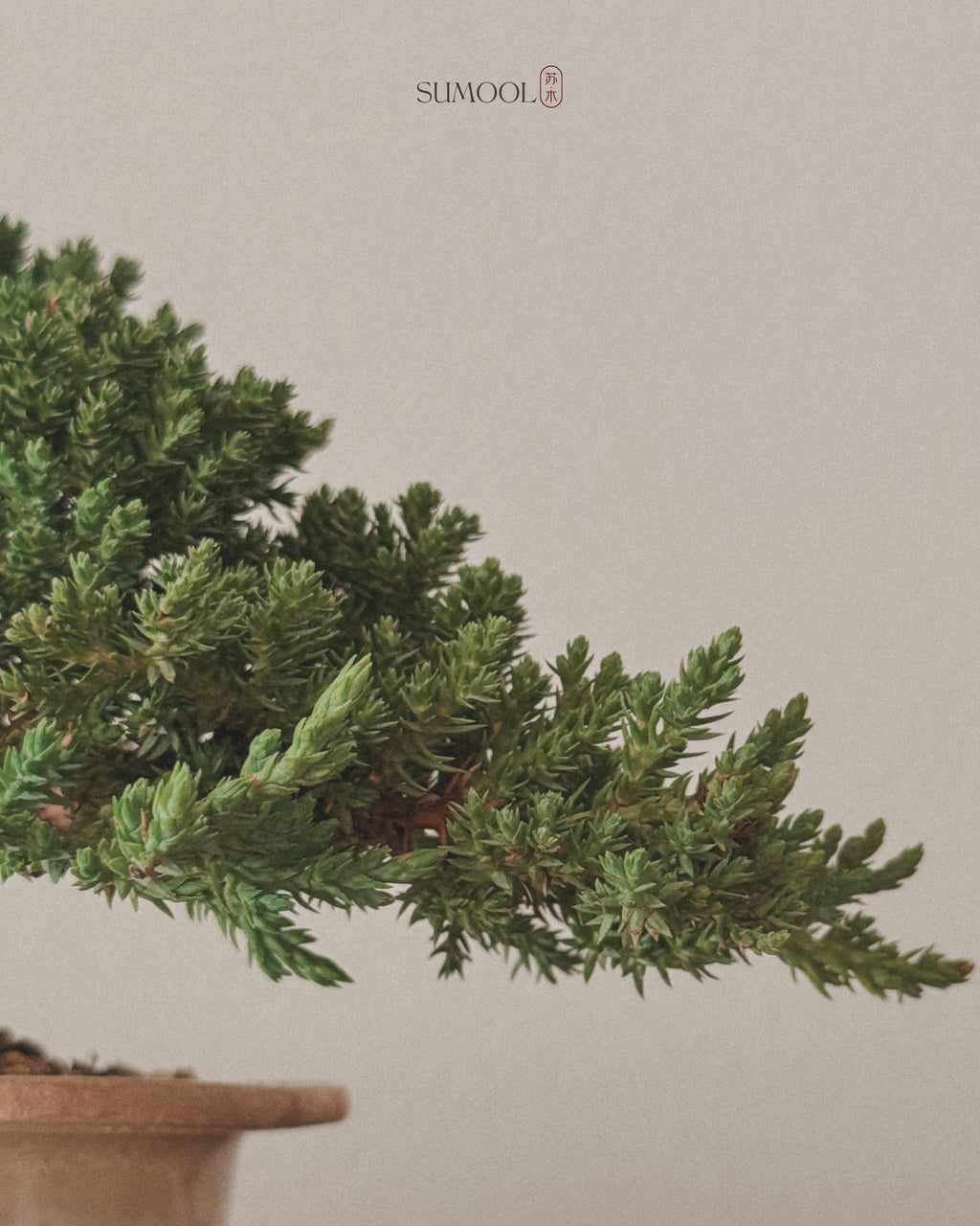Little Japanese Juniper Sleeping Pine