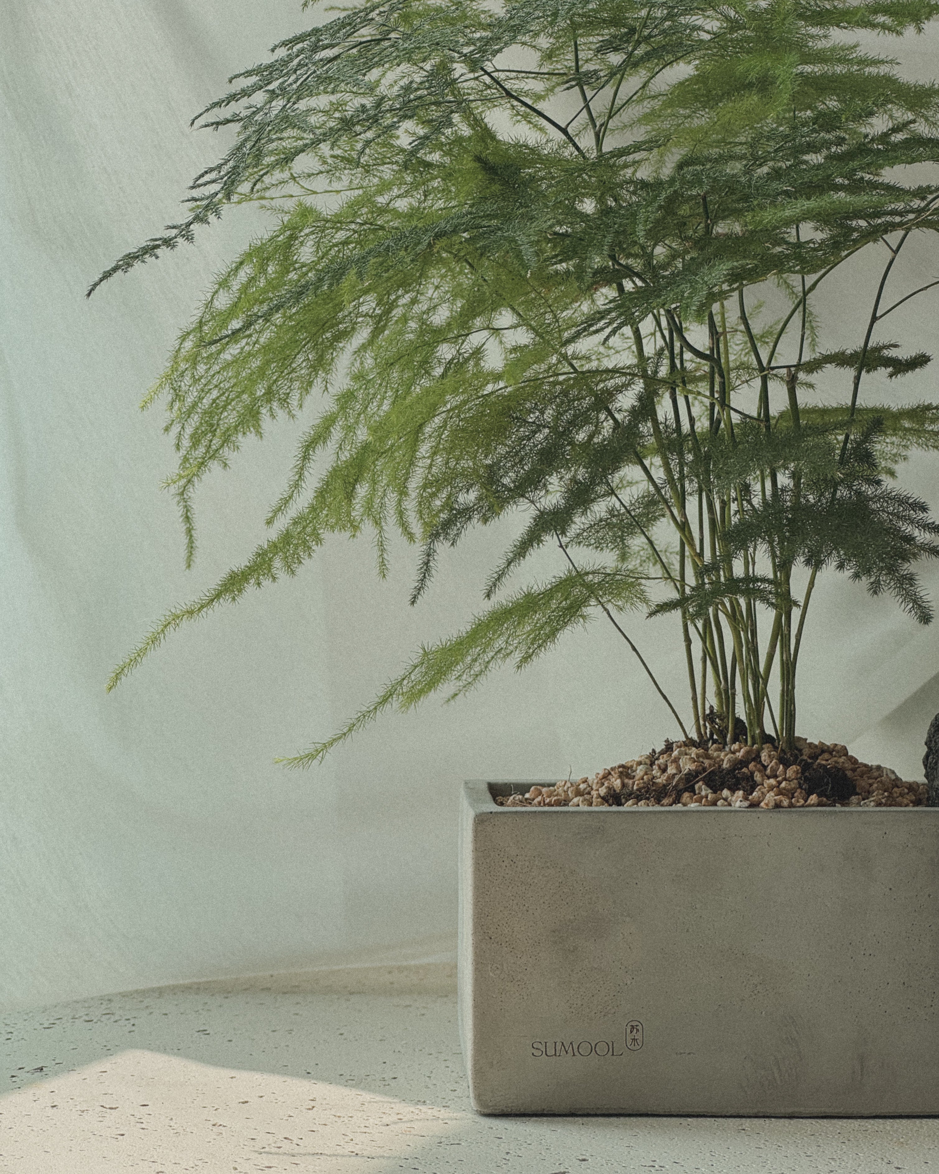Asparagus Fern Table Forest style