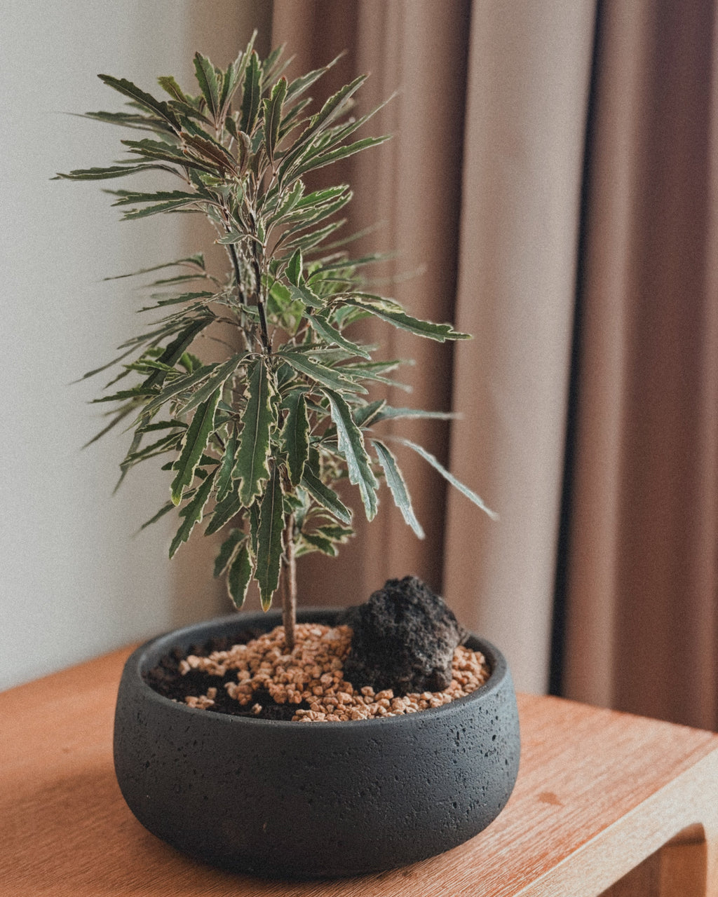 Lucky Schefflera Elegantissima in Black round pot