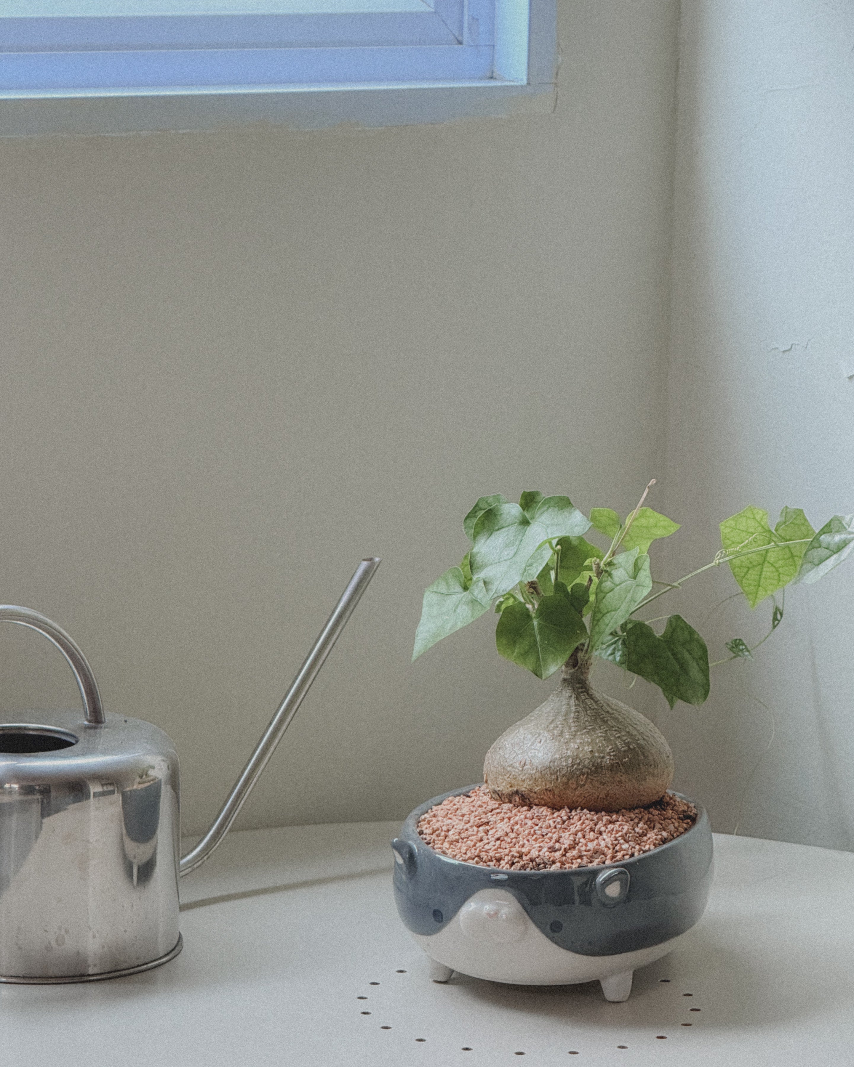 Gerrardanthus Bigfoot in Pet Pot