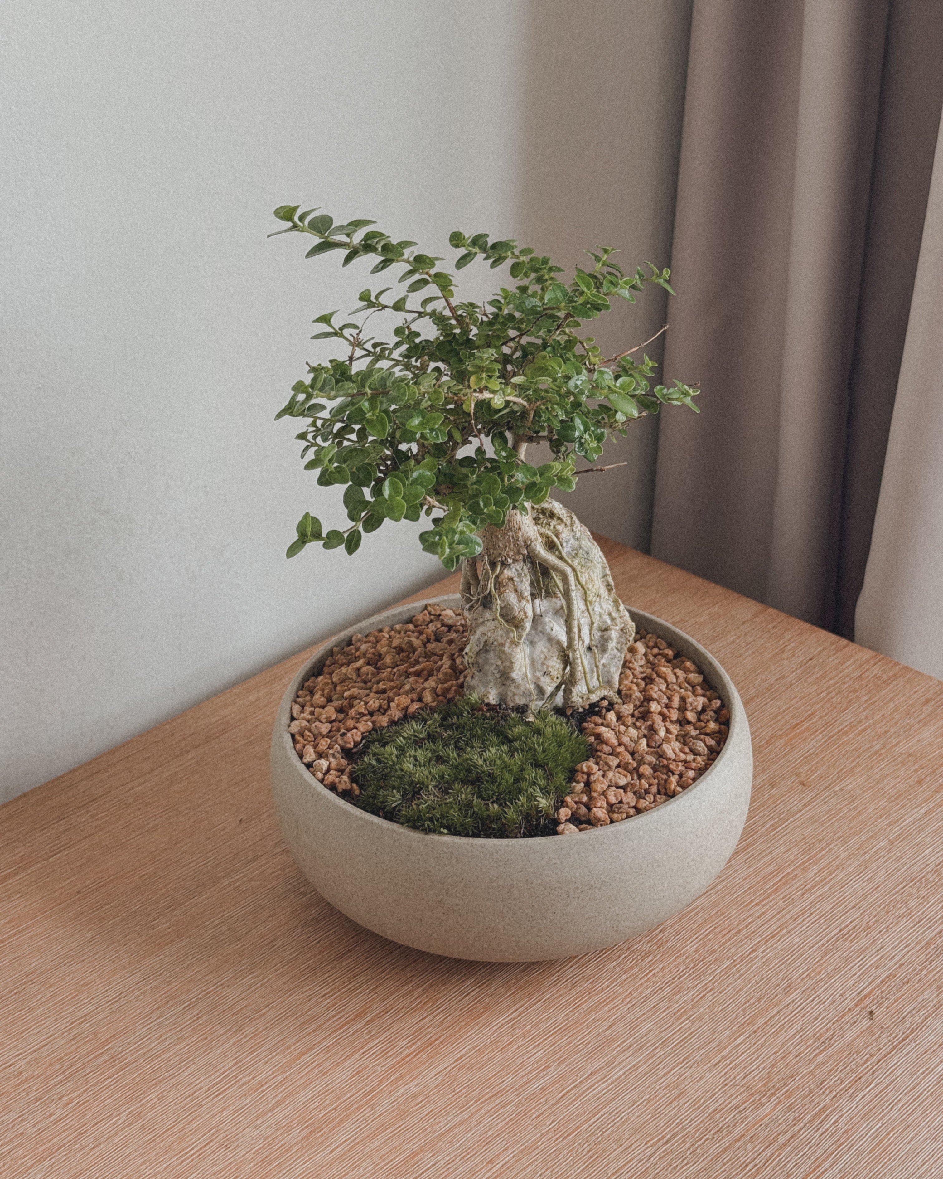 Mini Premna Bonsai on Rock