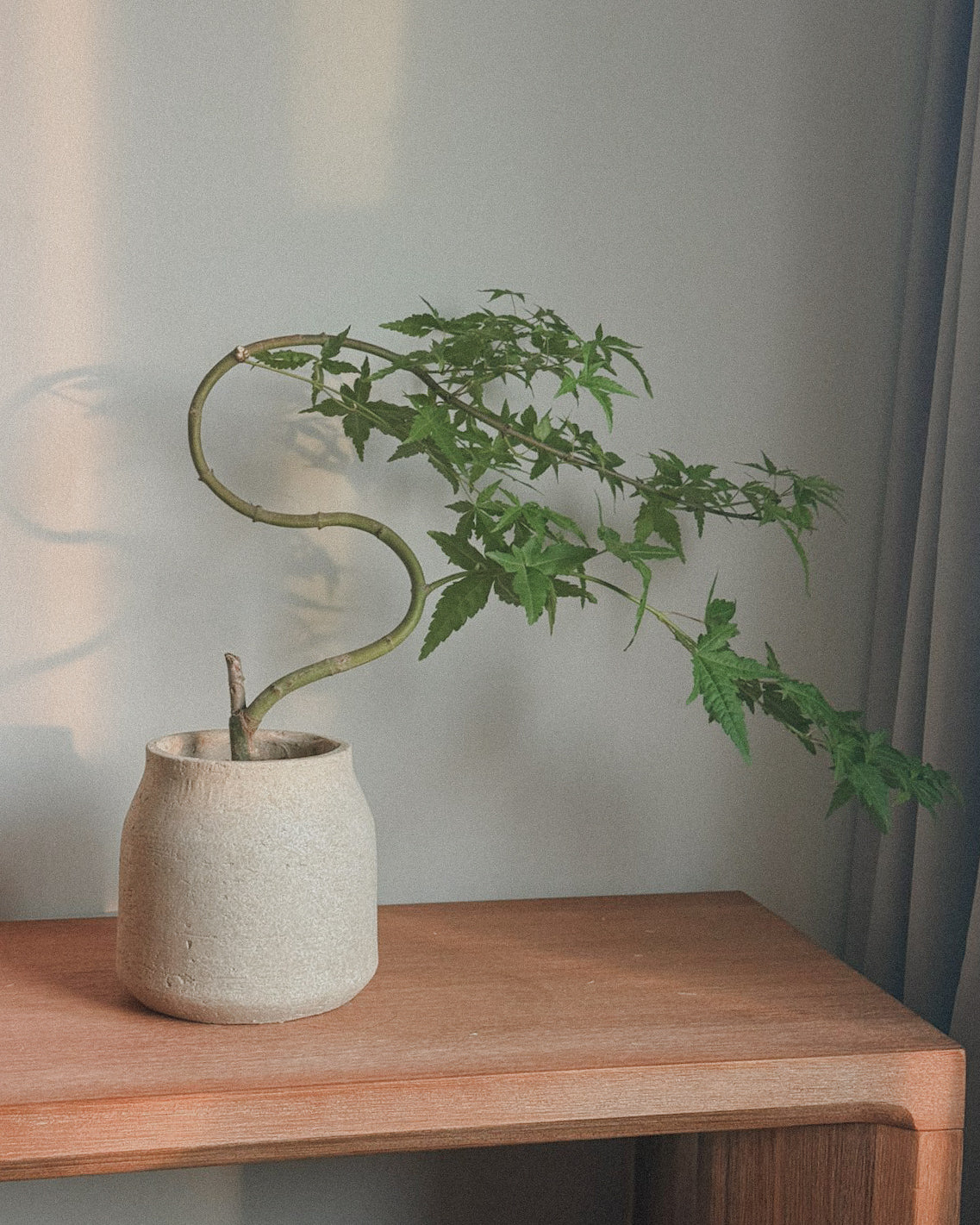 Acer platanoides Maple Bonsai