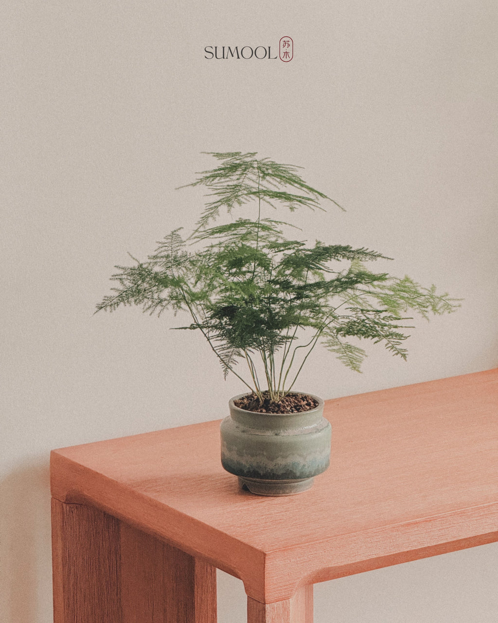 Asparagus Fern Table in Japan handcrafted pot