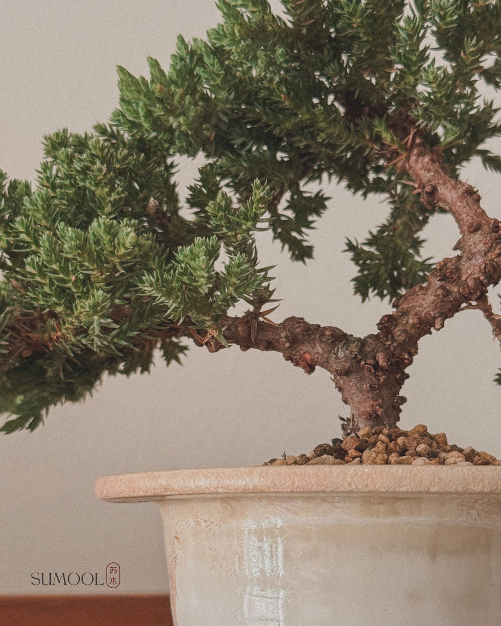 Little Japanese Juniper Sleeping Pine