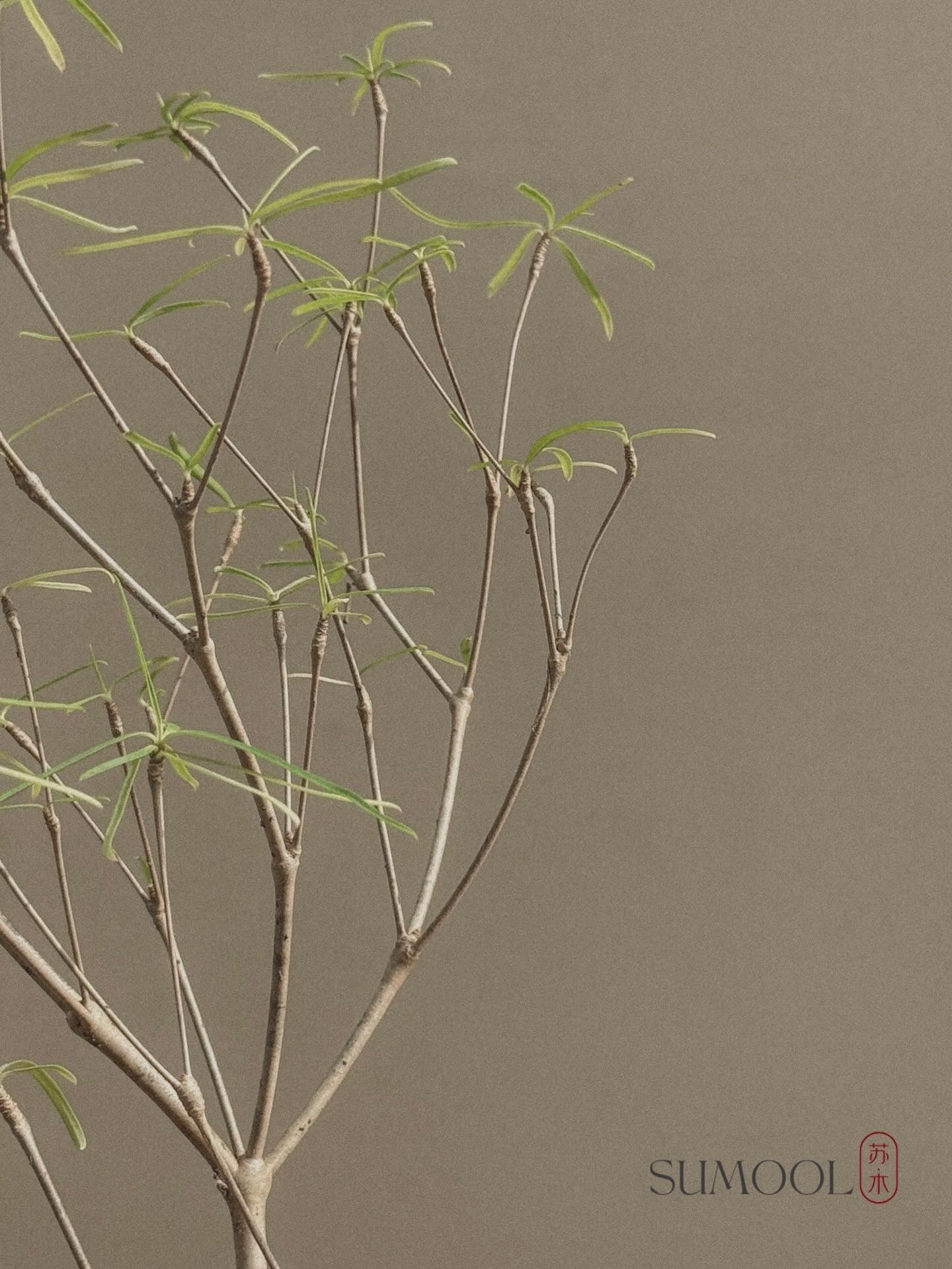 Euphorbia Hedyotoides