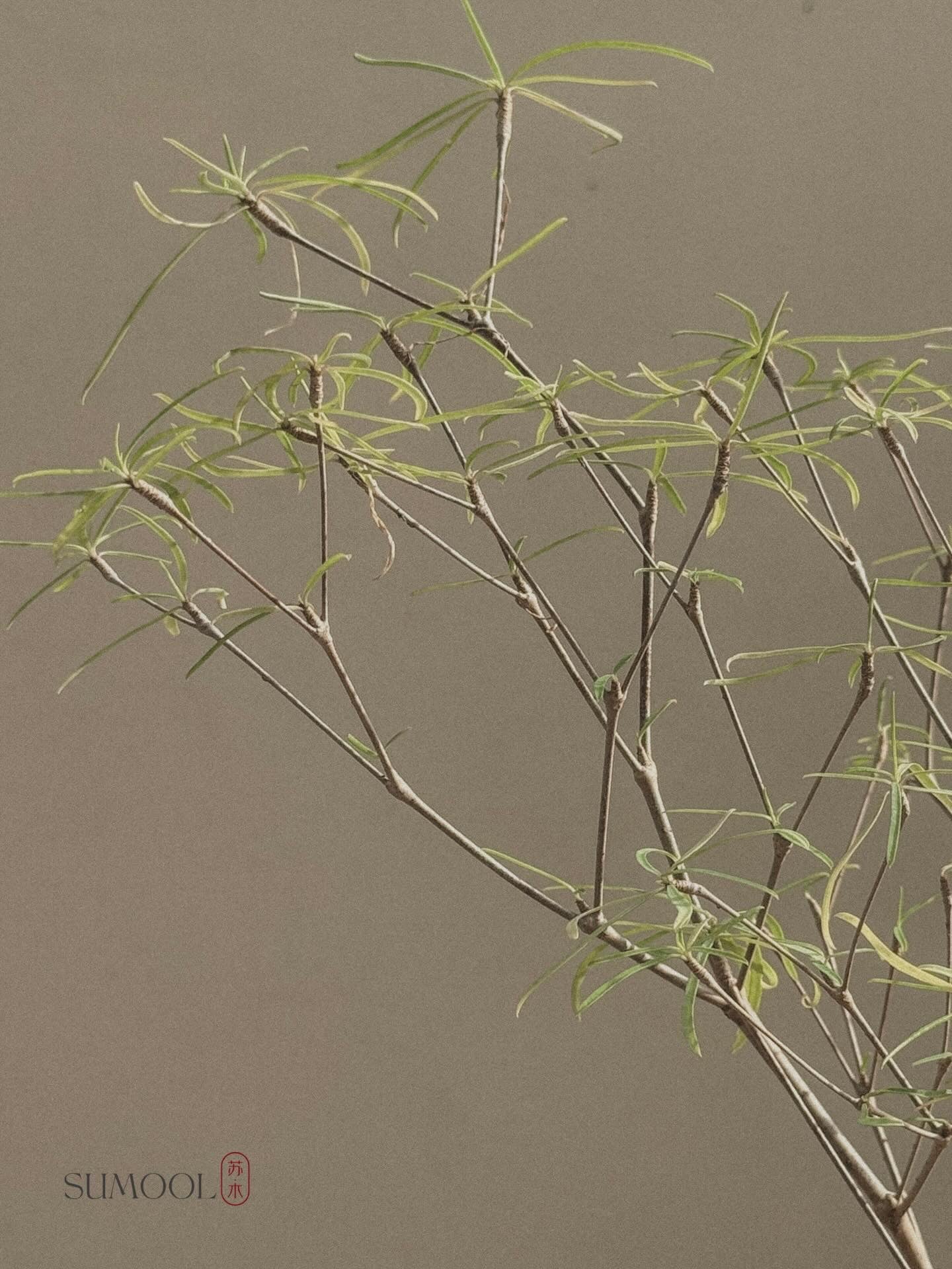 Euphorbia Hedyotoides