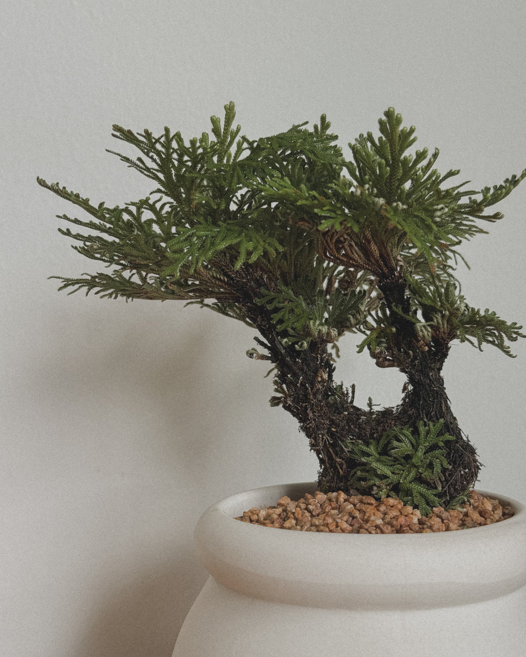 Selaginella Bonsai