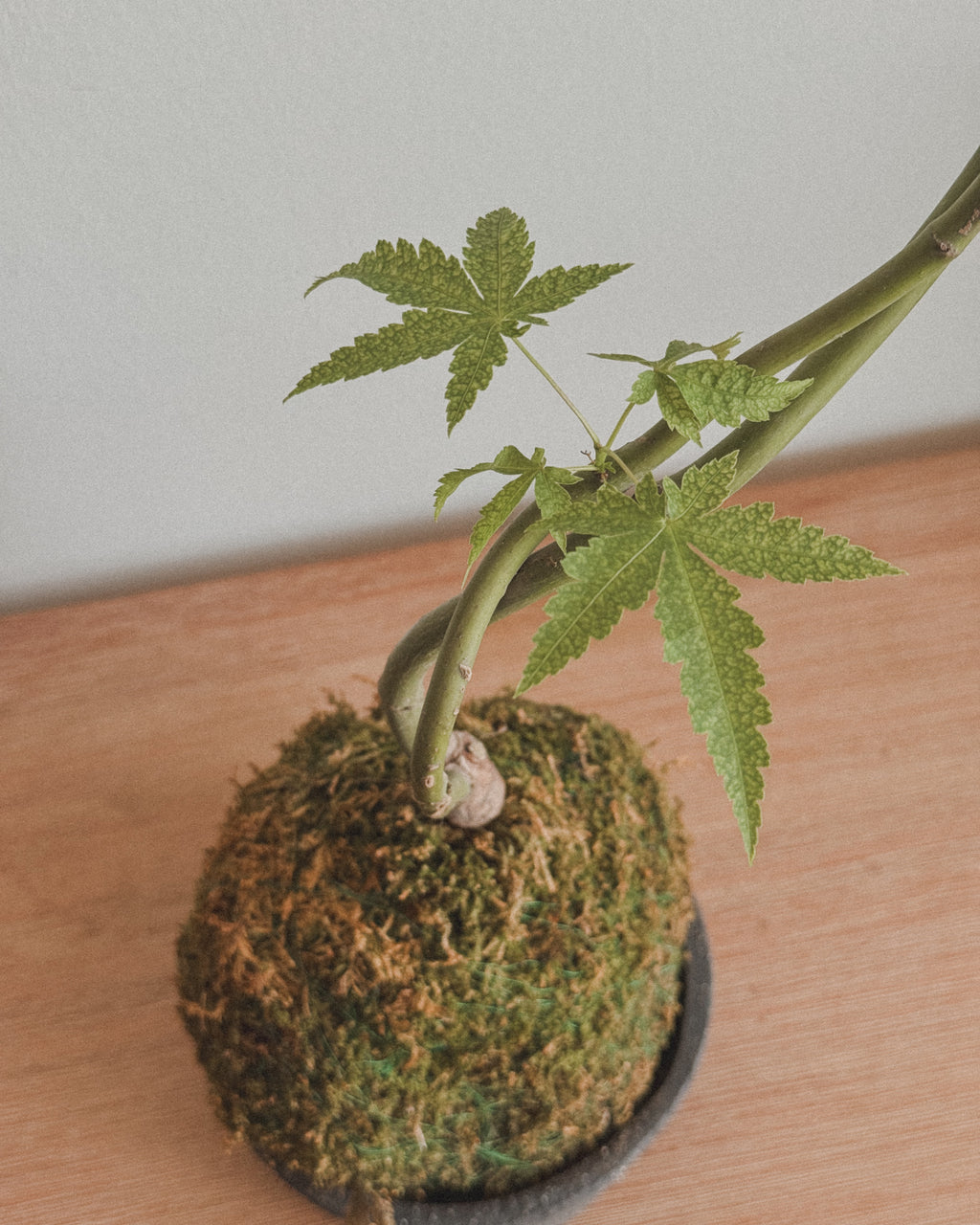 Japanese Maple kokedama