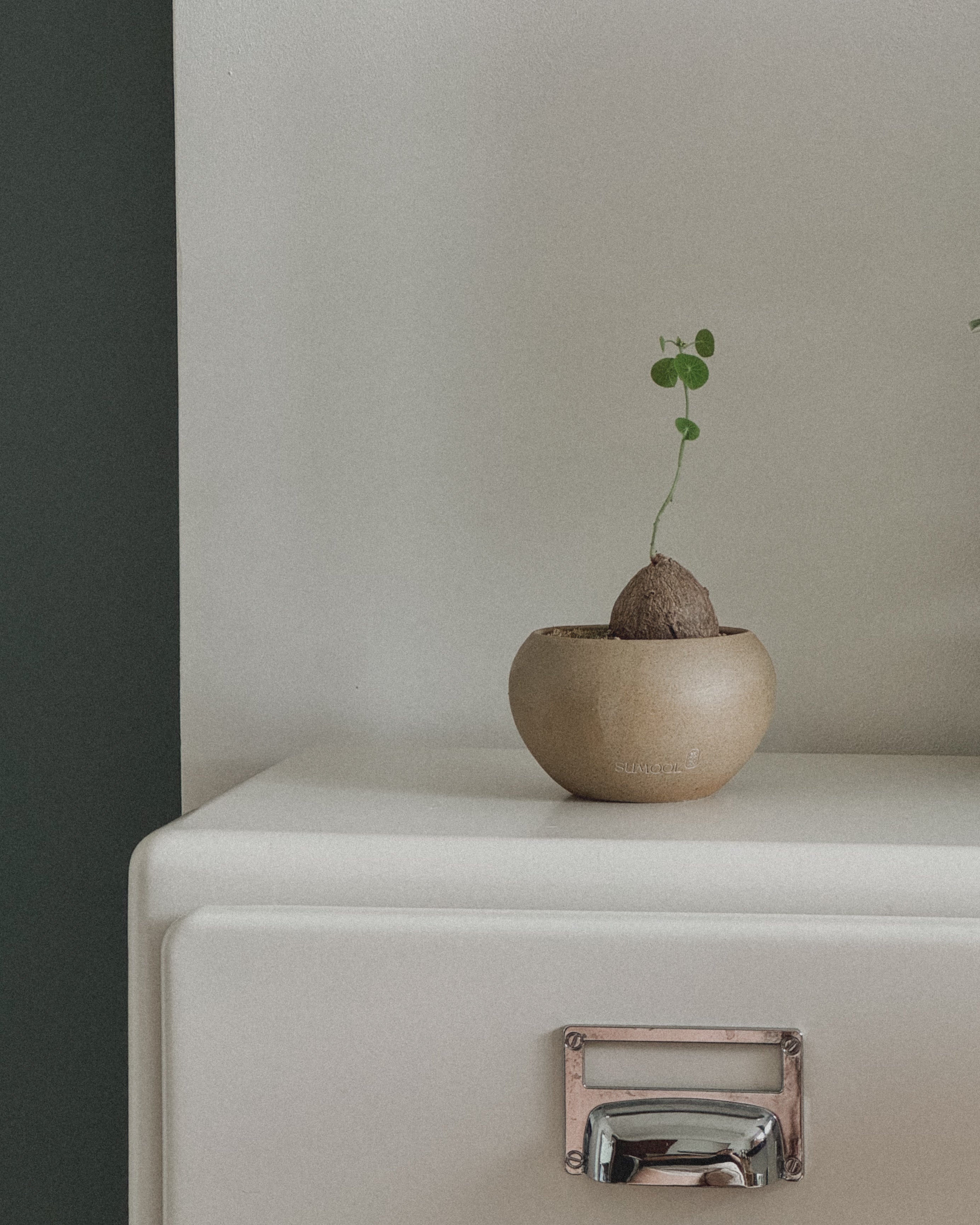 Stephania Erecta in mini