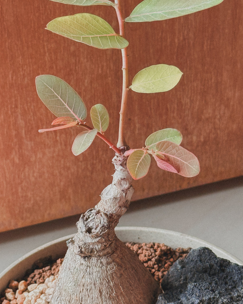 Phyllanthus Mirabillis M