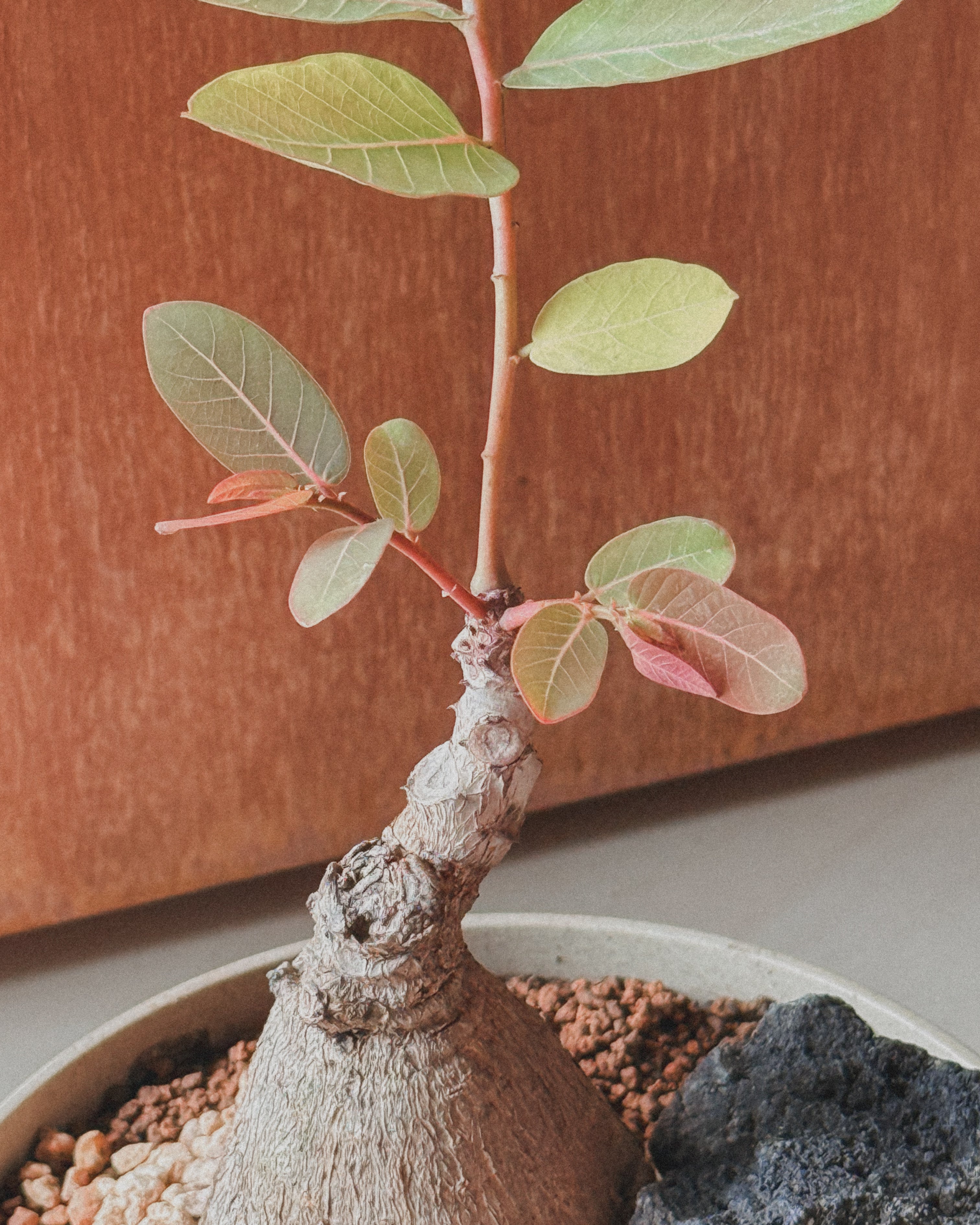 Phyllanthus Mirabillis M