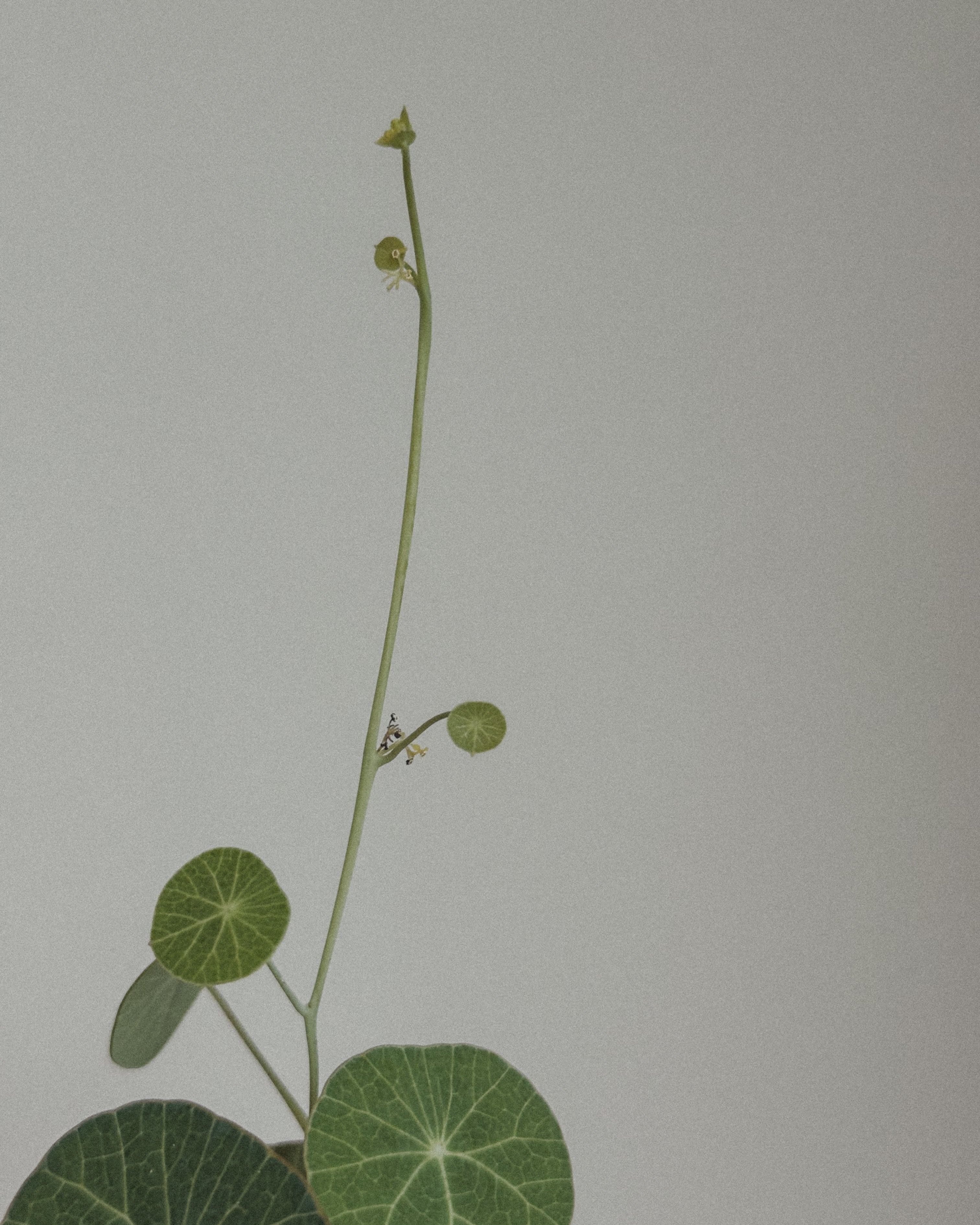 Stephania Erecta in Round pot