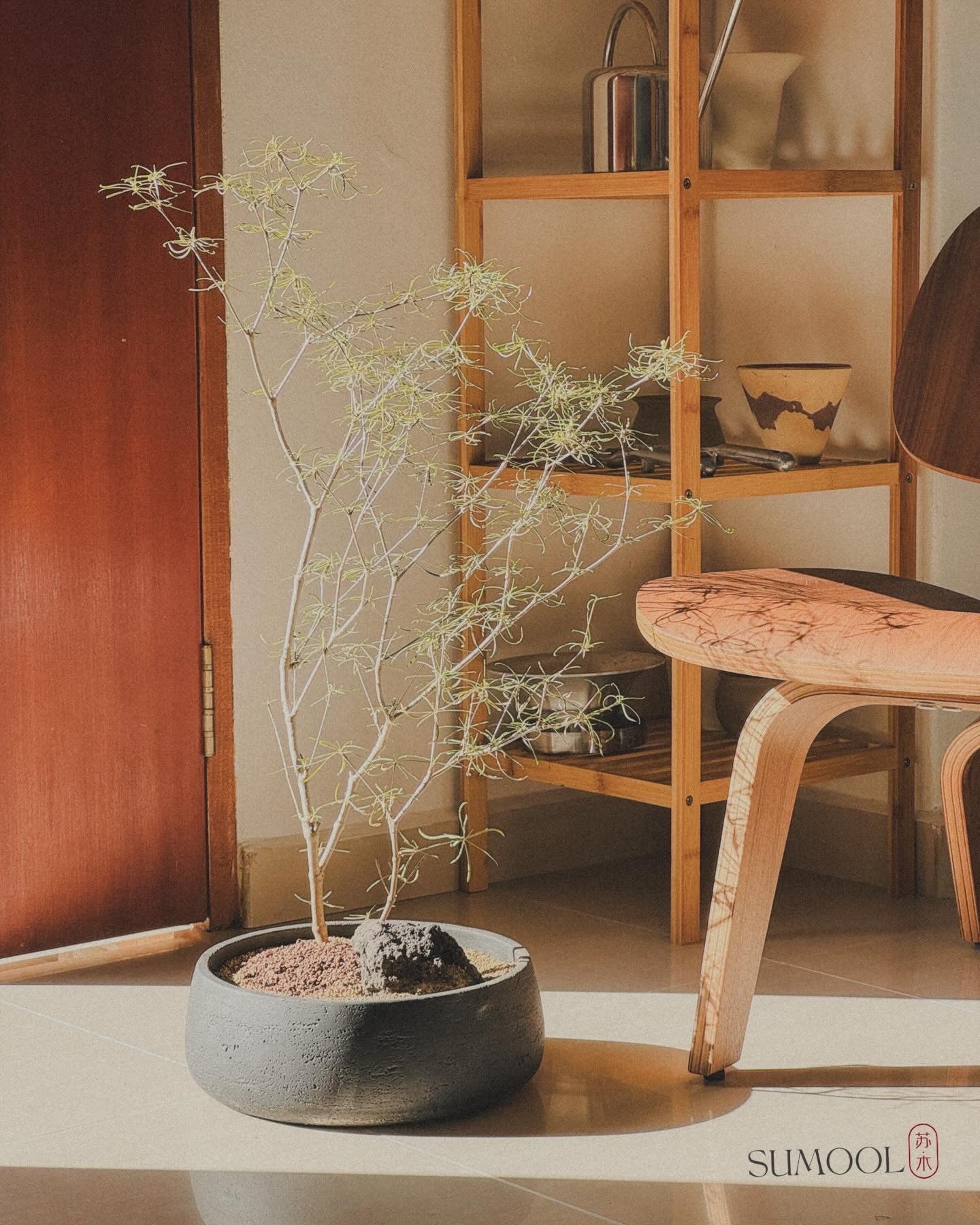 Euphorbia Hedyotoides (tall)