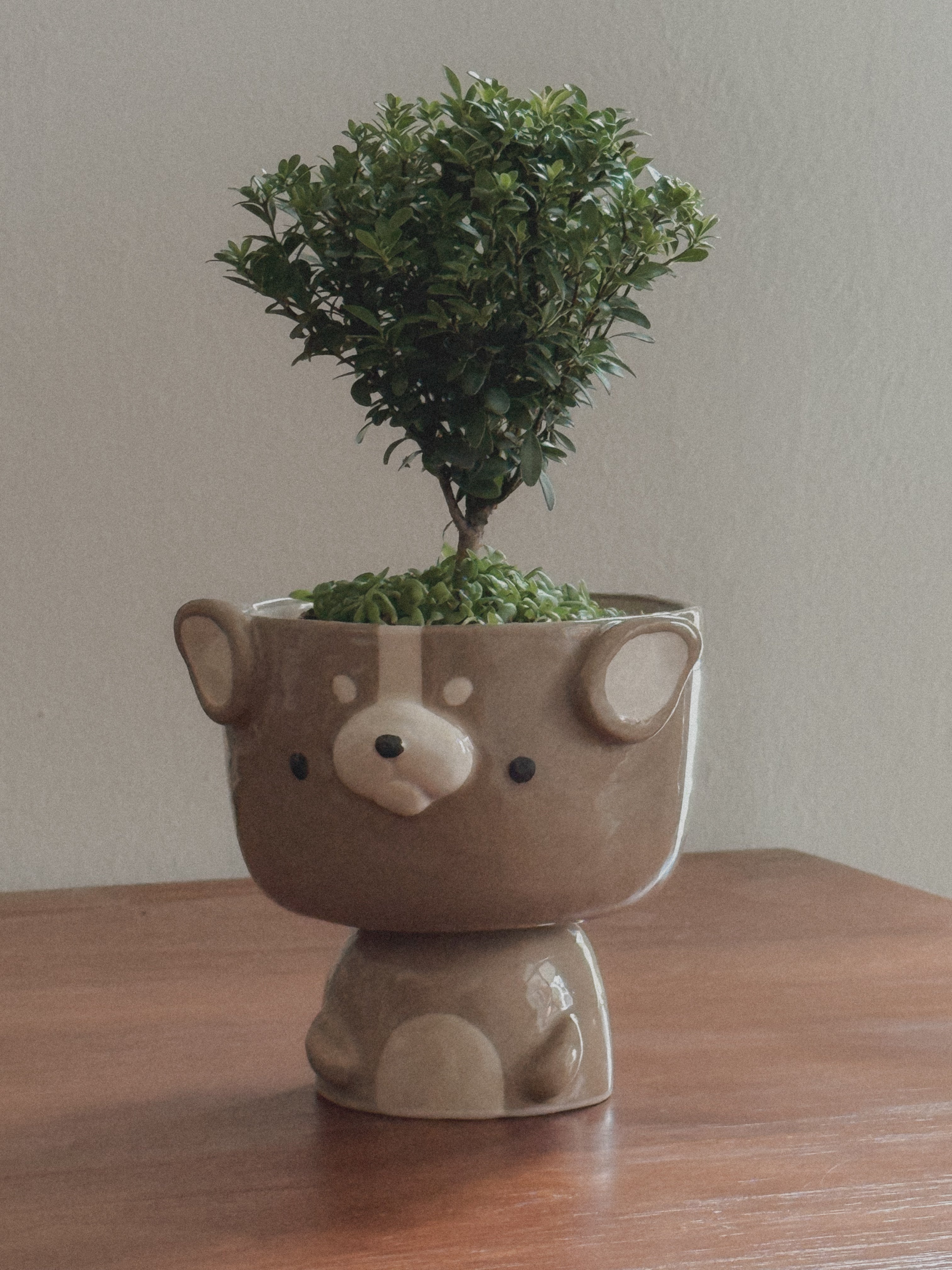 Buxifolium Bonsai