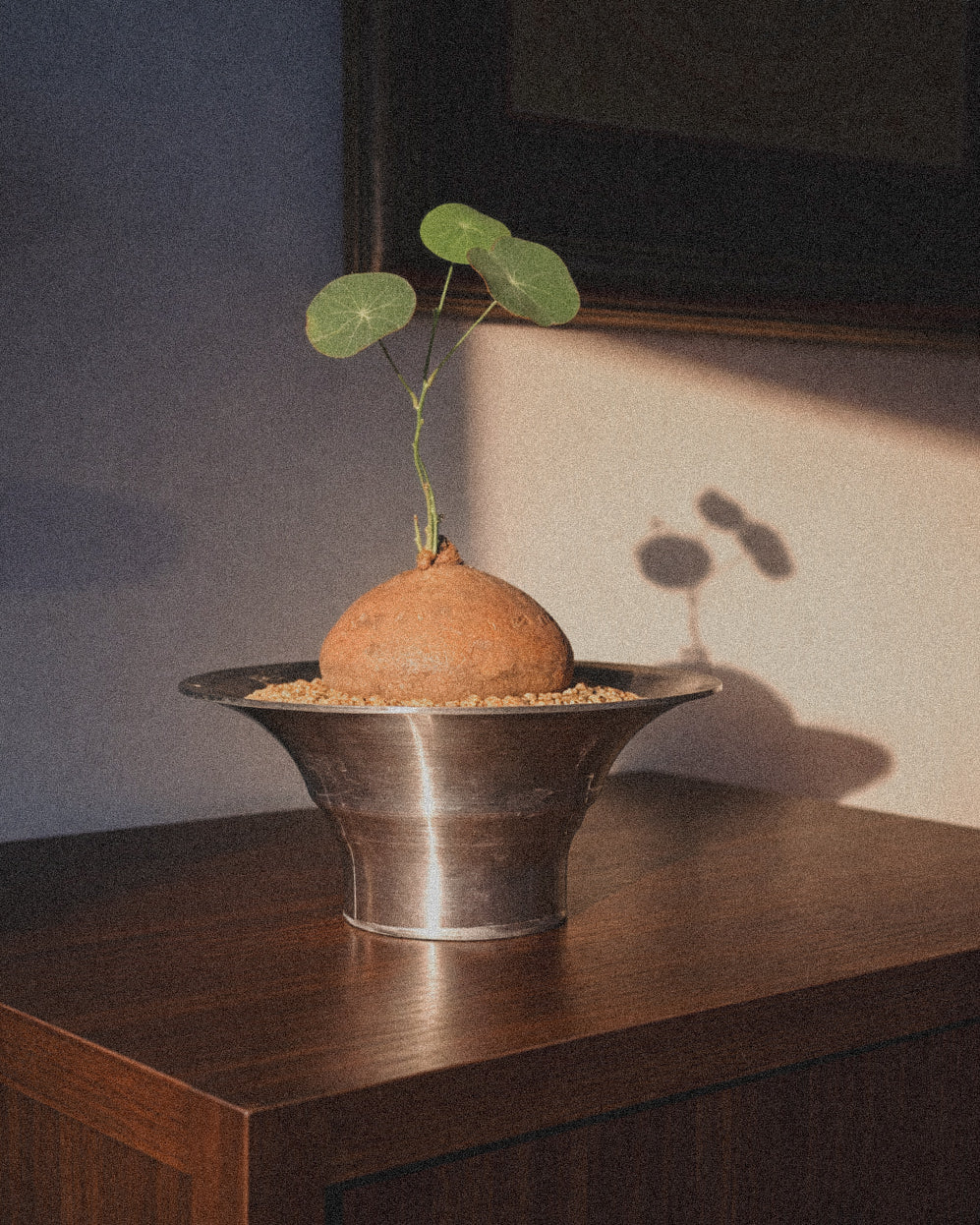 Stephania Erecta in metal pot
