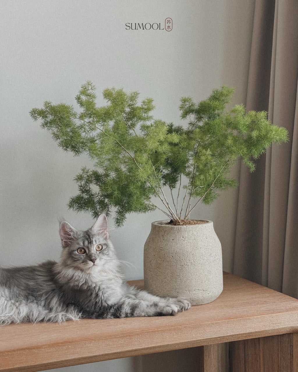 Asparagus Retrofractus in Sand pot