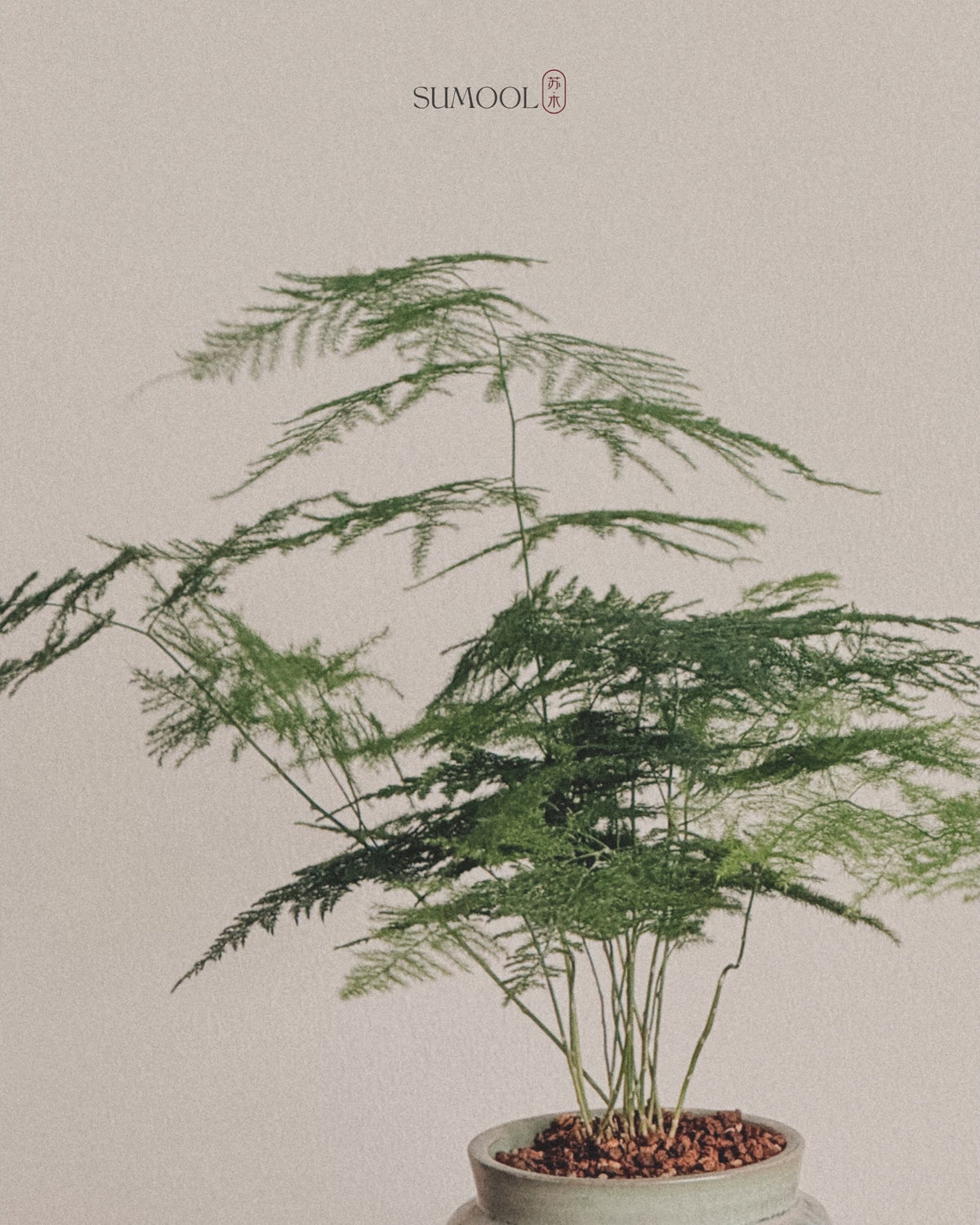 Asparagus Fern Table in Japan handcrafted pot