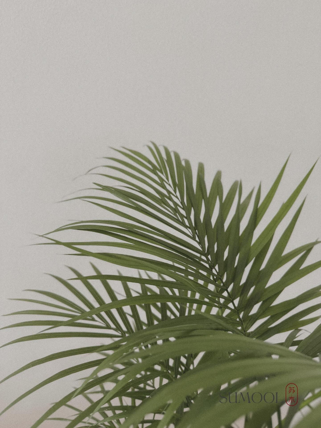 Java Palm (Rhopaloblaste)