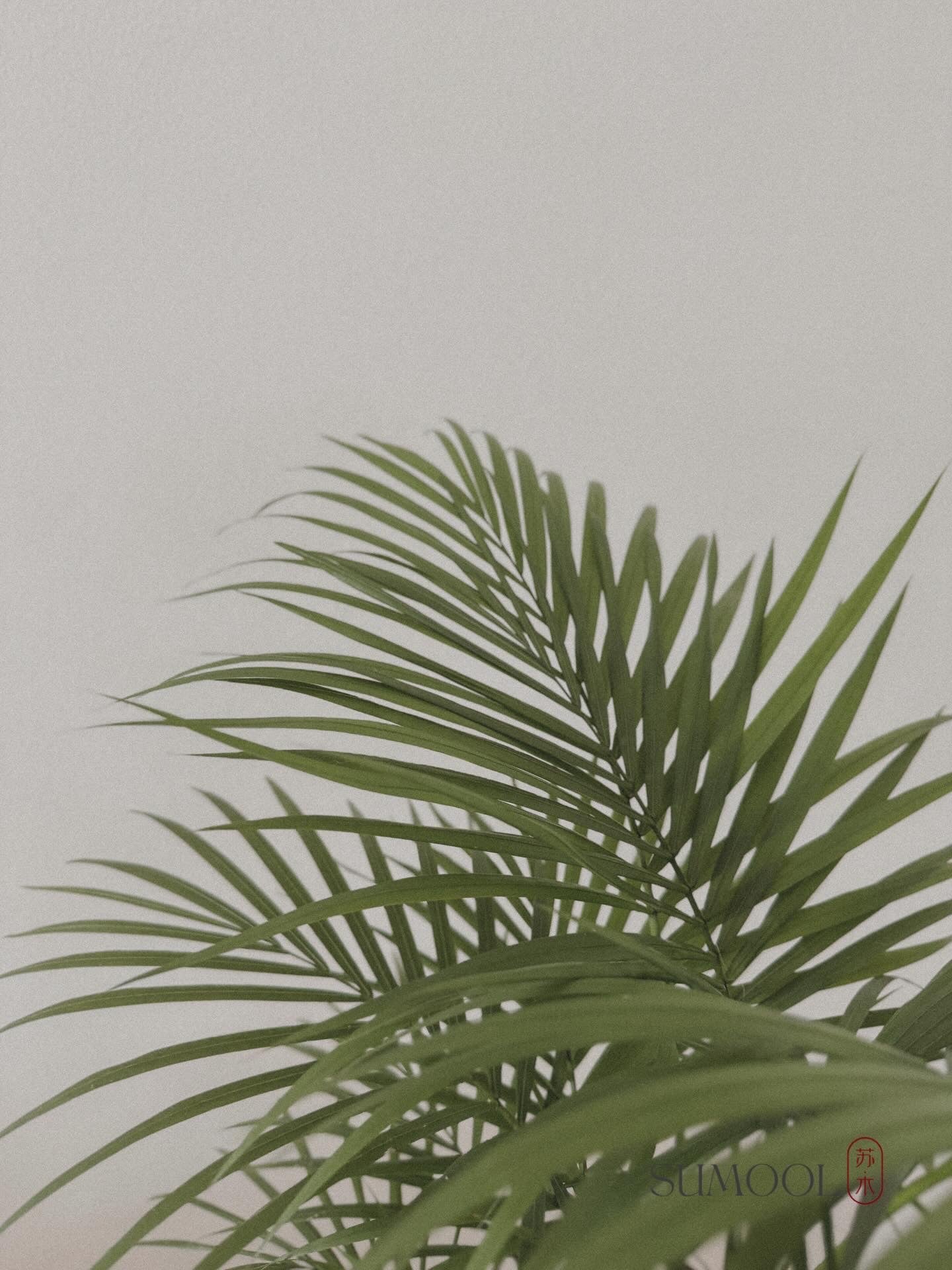 Java Palm (Rhopaloblaste)
