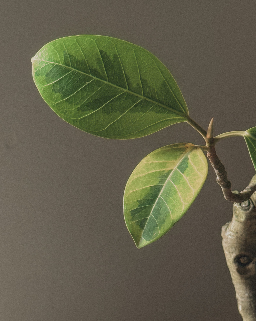 Ficus altissima