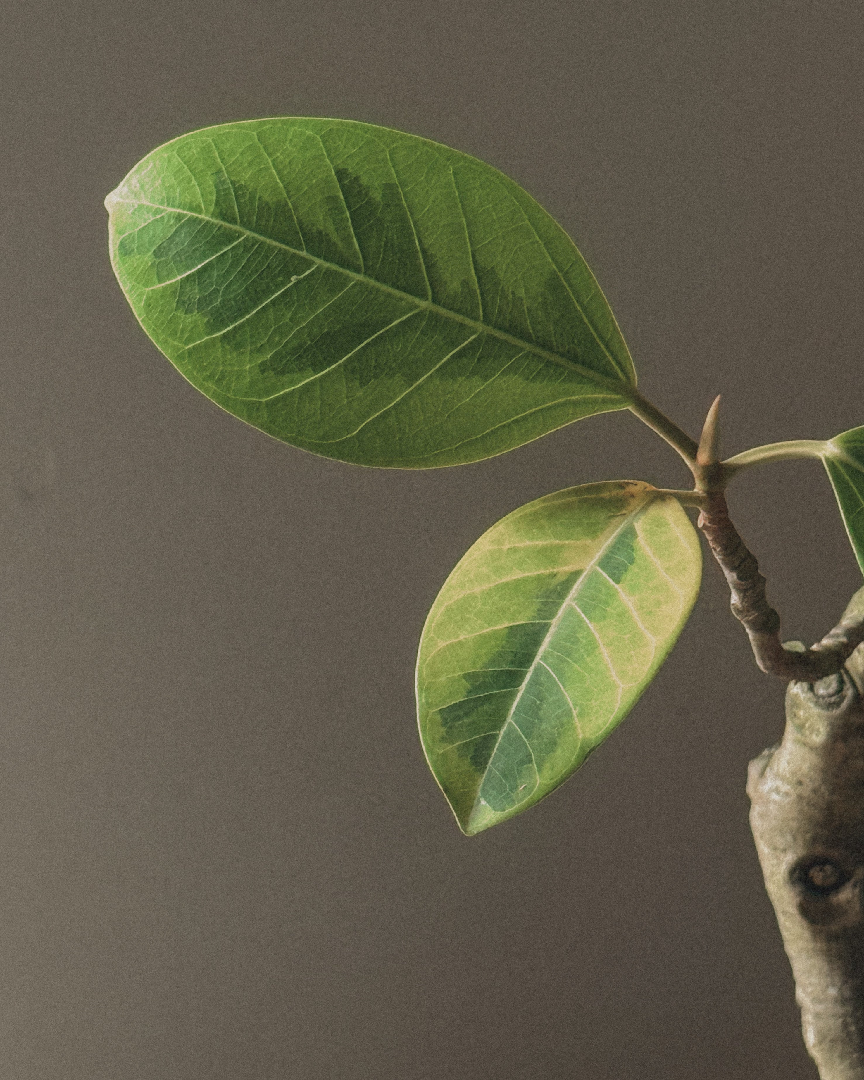 Ficus altissima