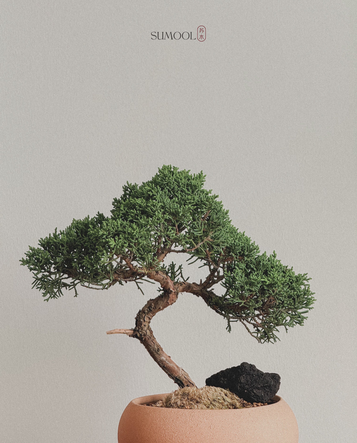 Shimpaku Juniper Bonsai in round sand pot