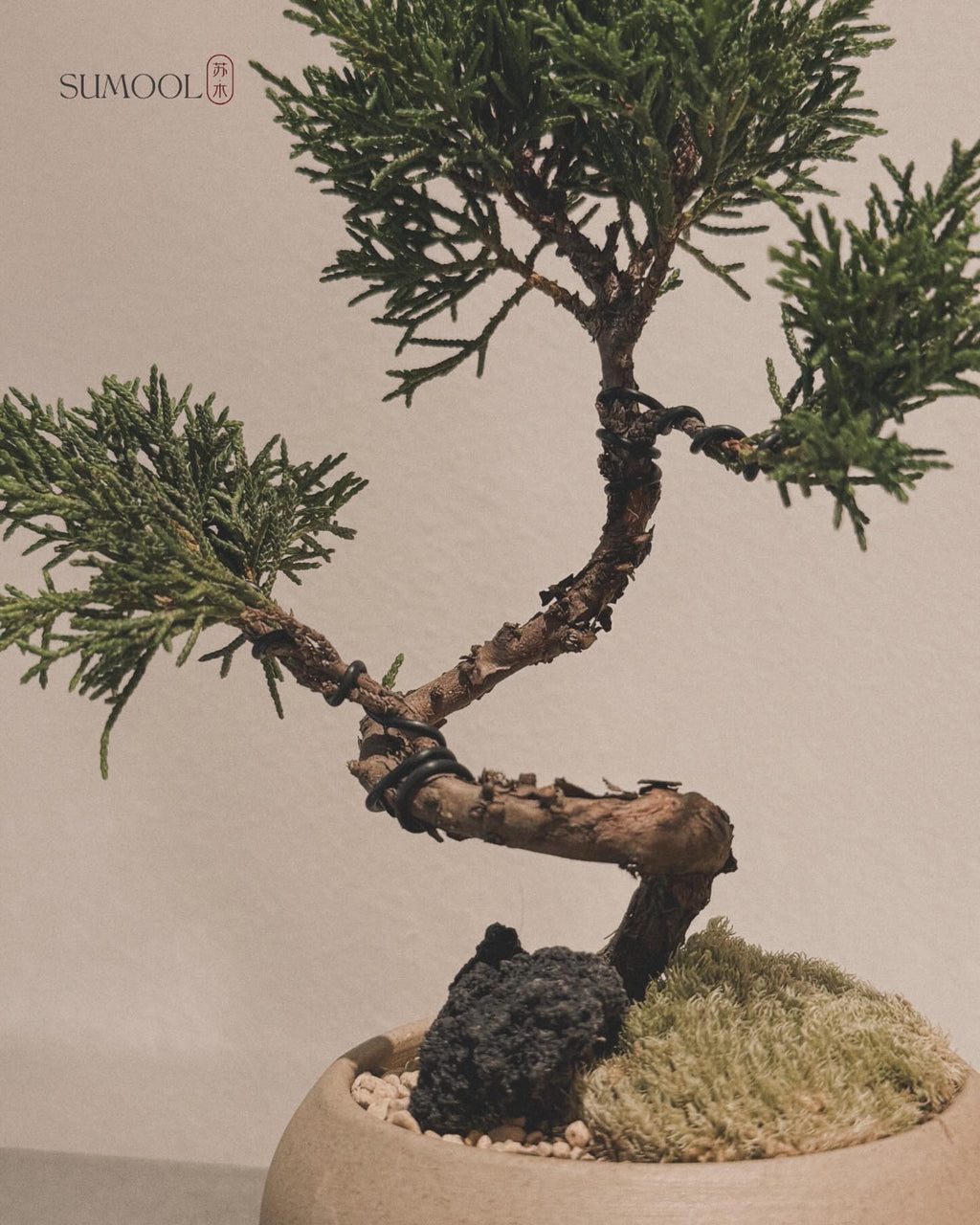 Little Shimpaku Juniper Bonsai