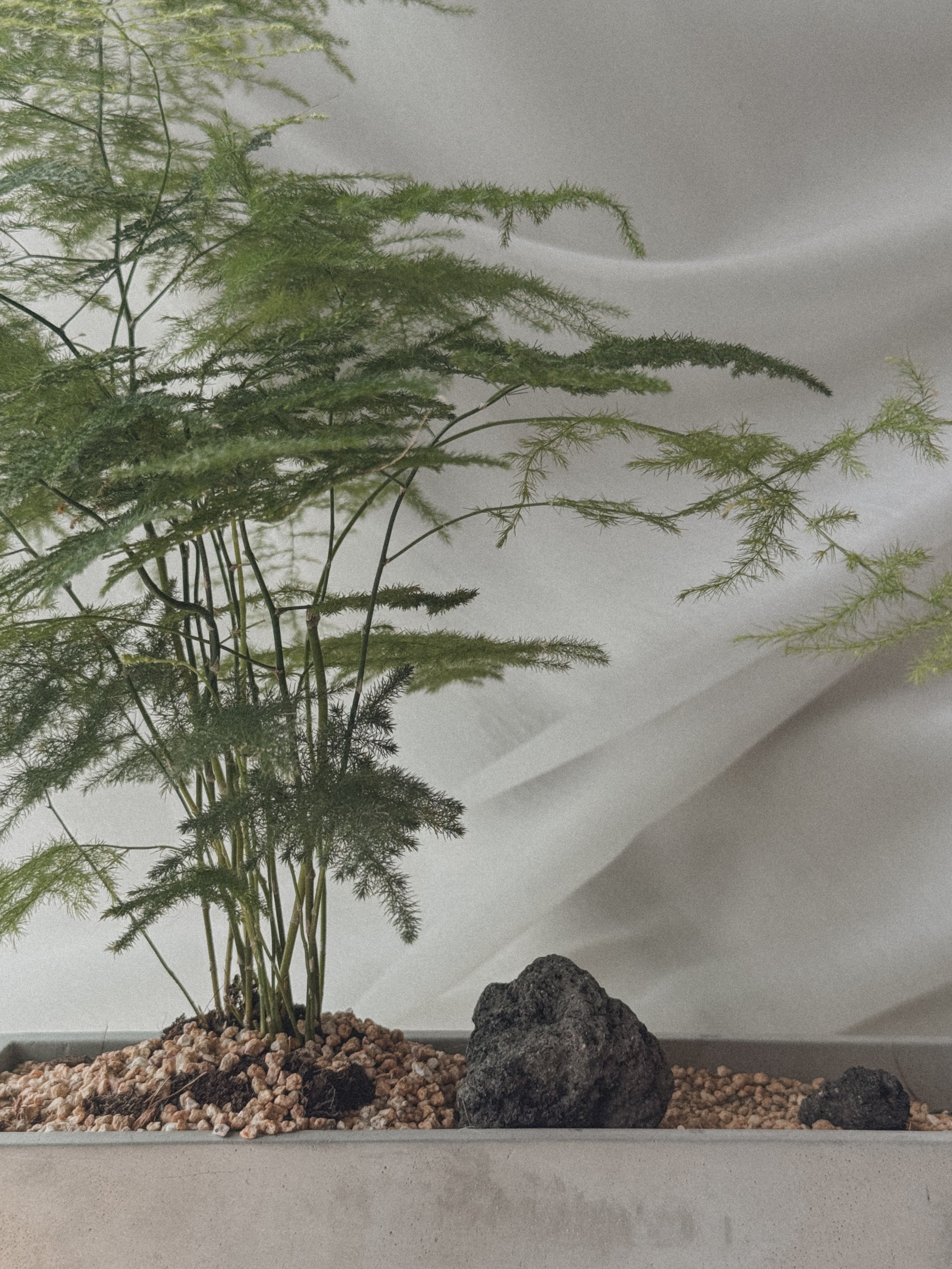 Asparagus Fern Table Forest style