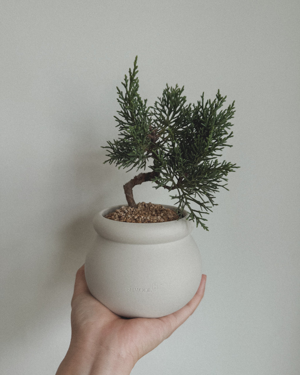Little Shimpaku Juniper Bonsai