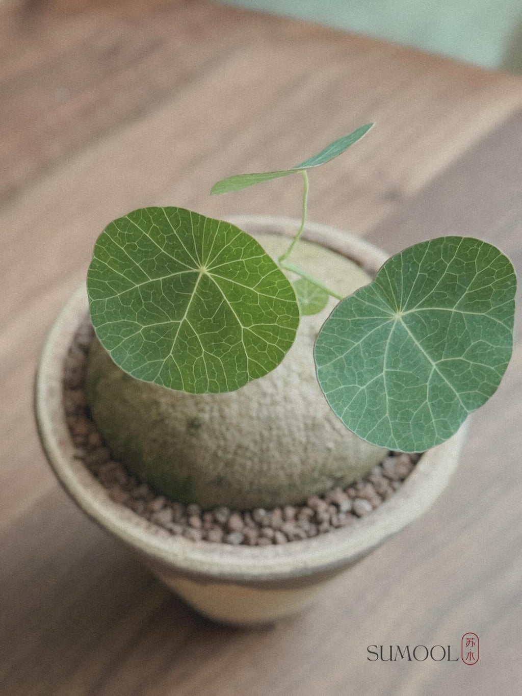 Stephania Erecta