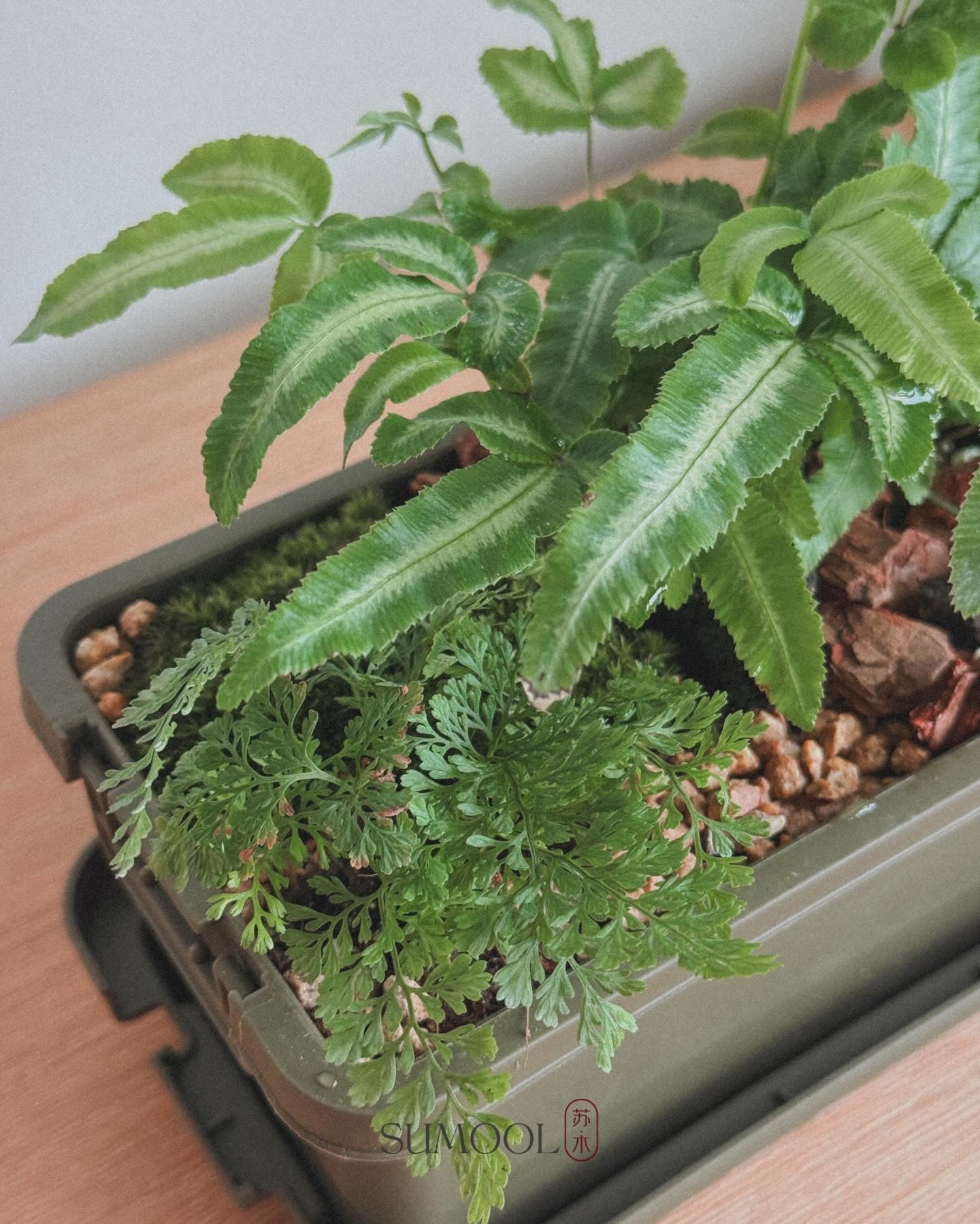 sumool forest crate 01