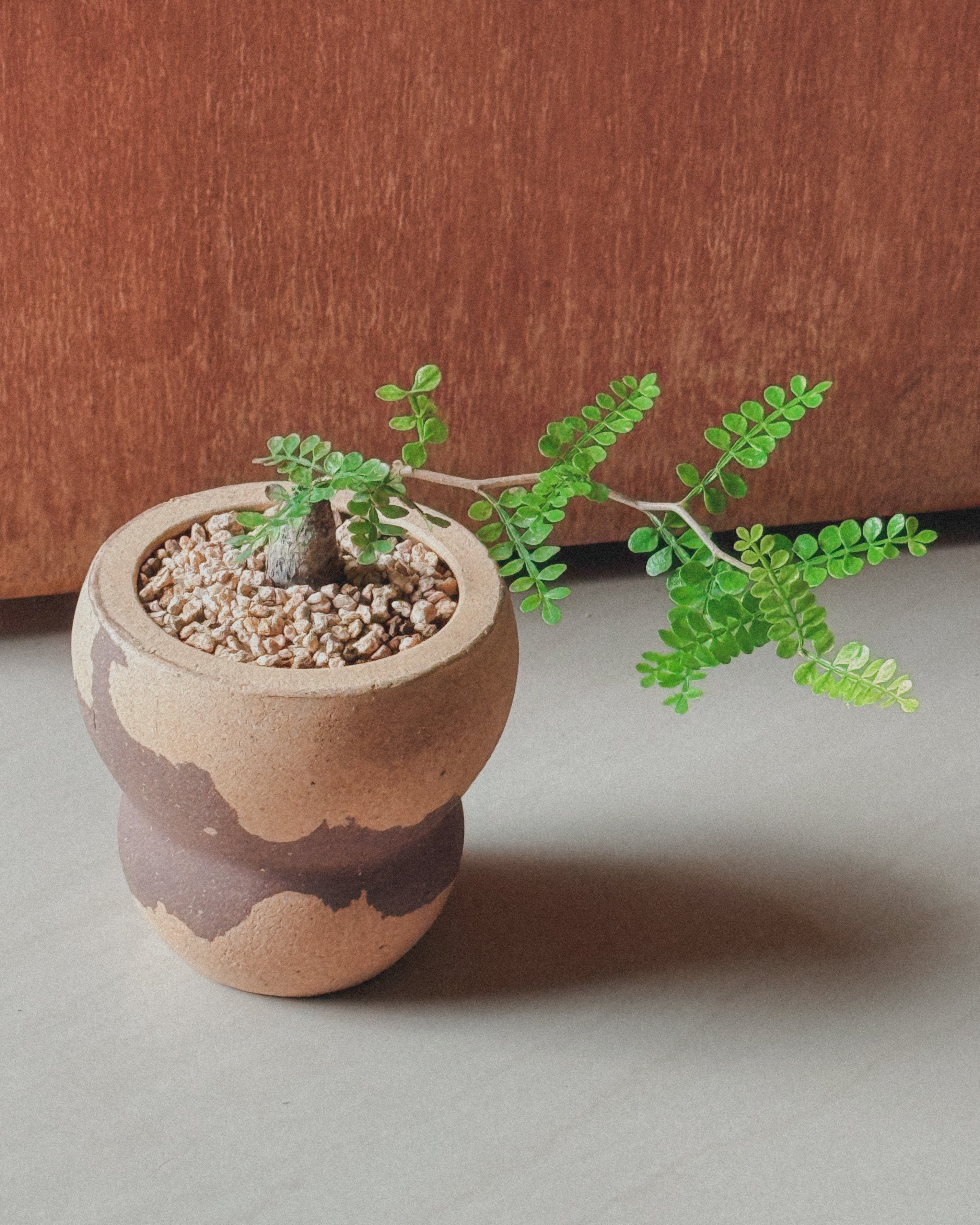 Operculicarya Pachypus super mini