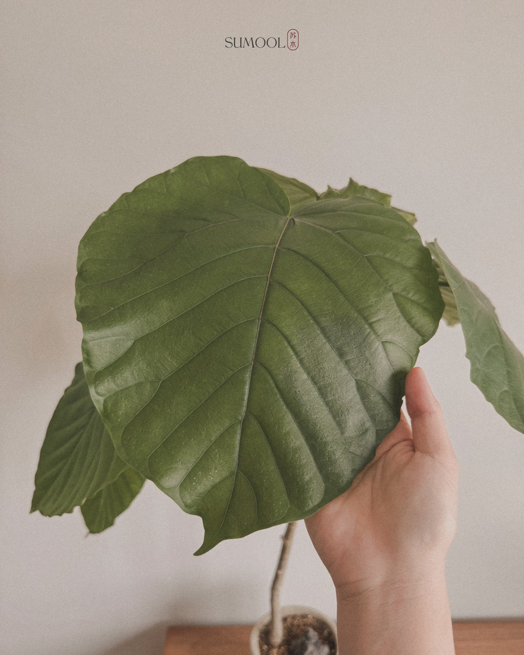 Ficus Umbellata