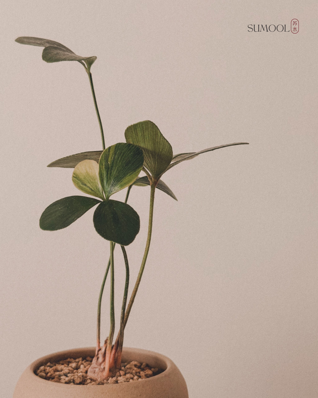 Variegated Zamia Furfuracea (Cardboard Palm)