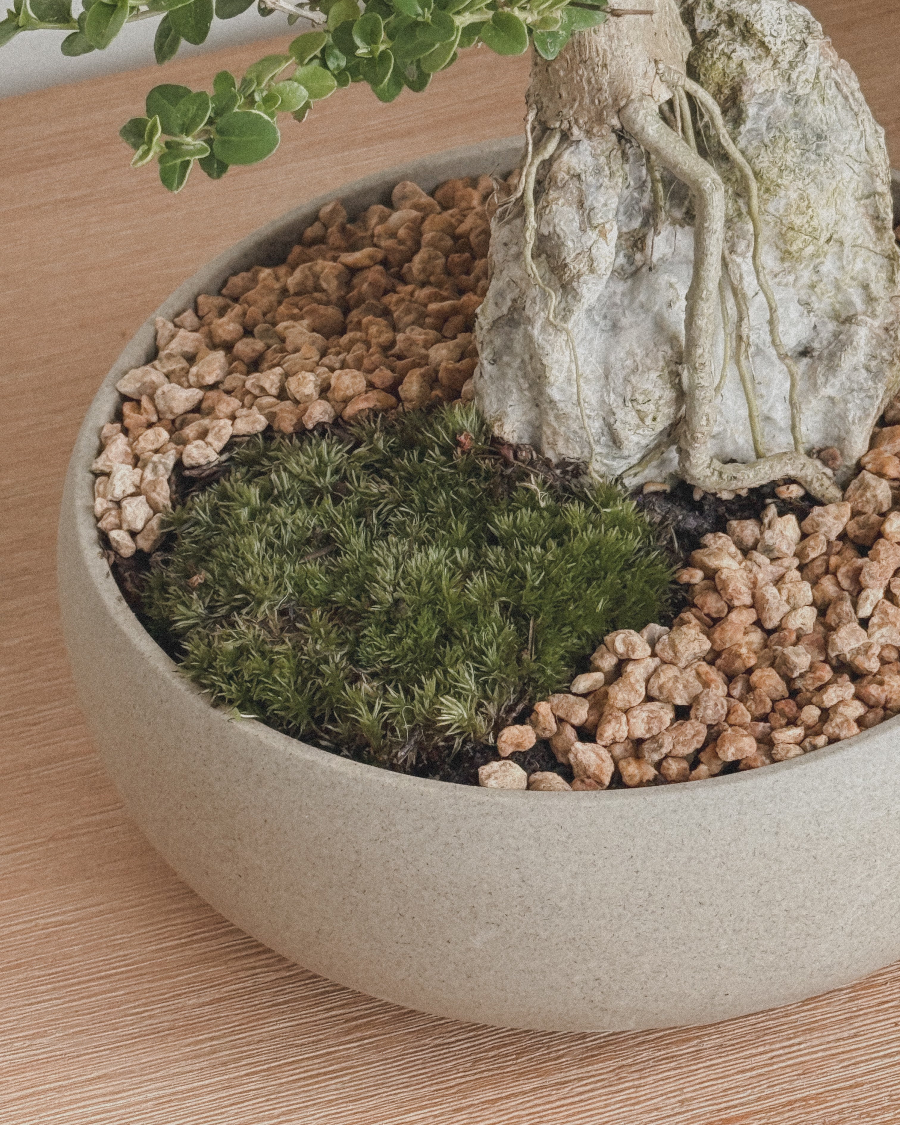 Mini Premna Bonsai on Rock