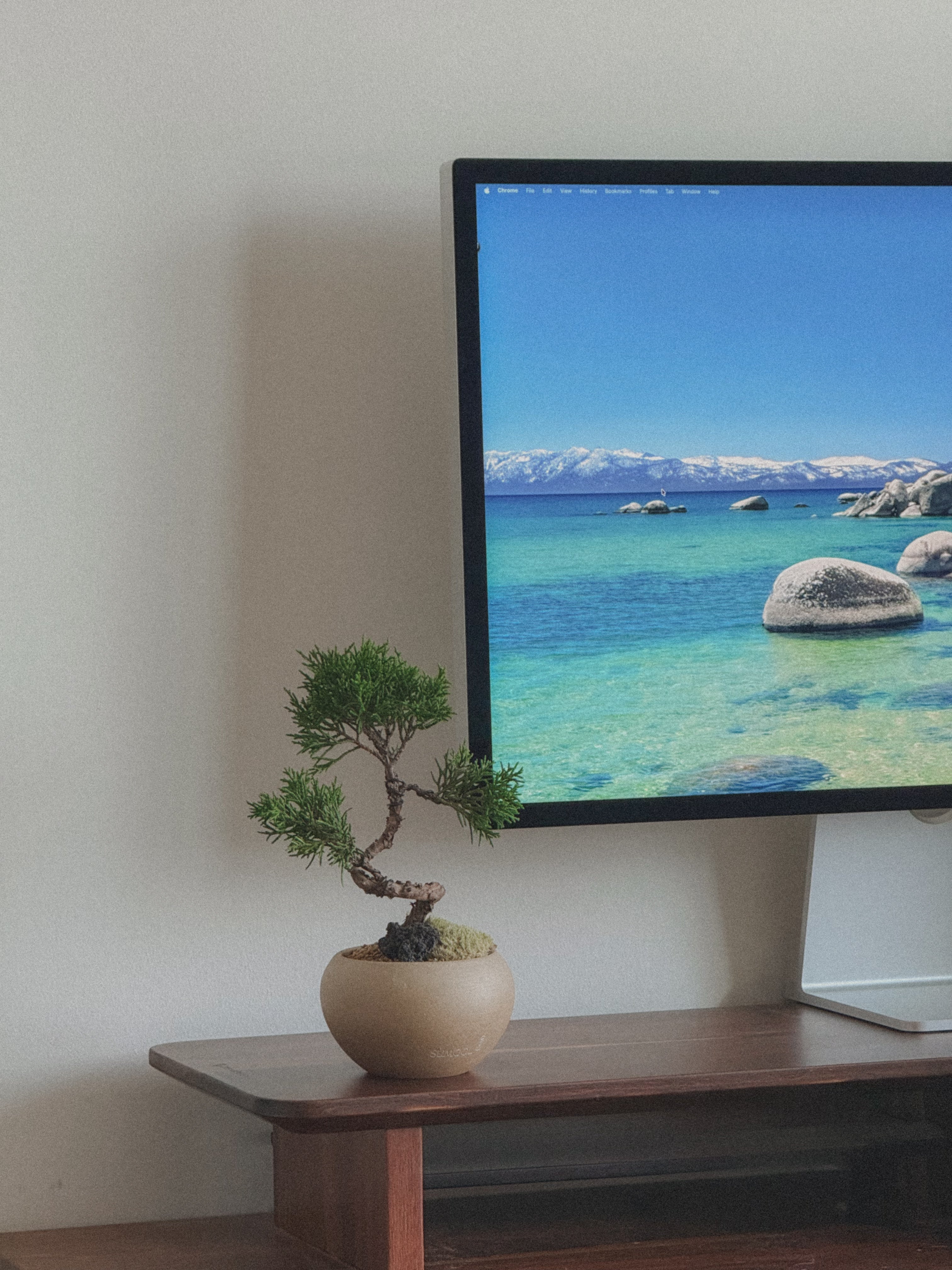 Little Shimpaku Juniper Bonsai