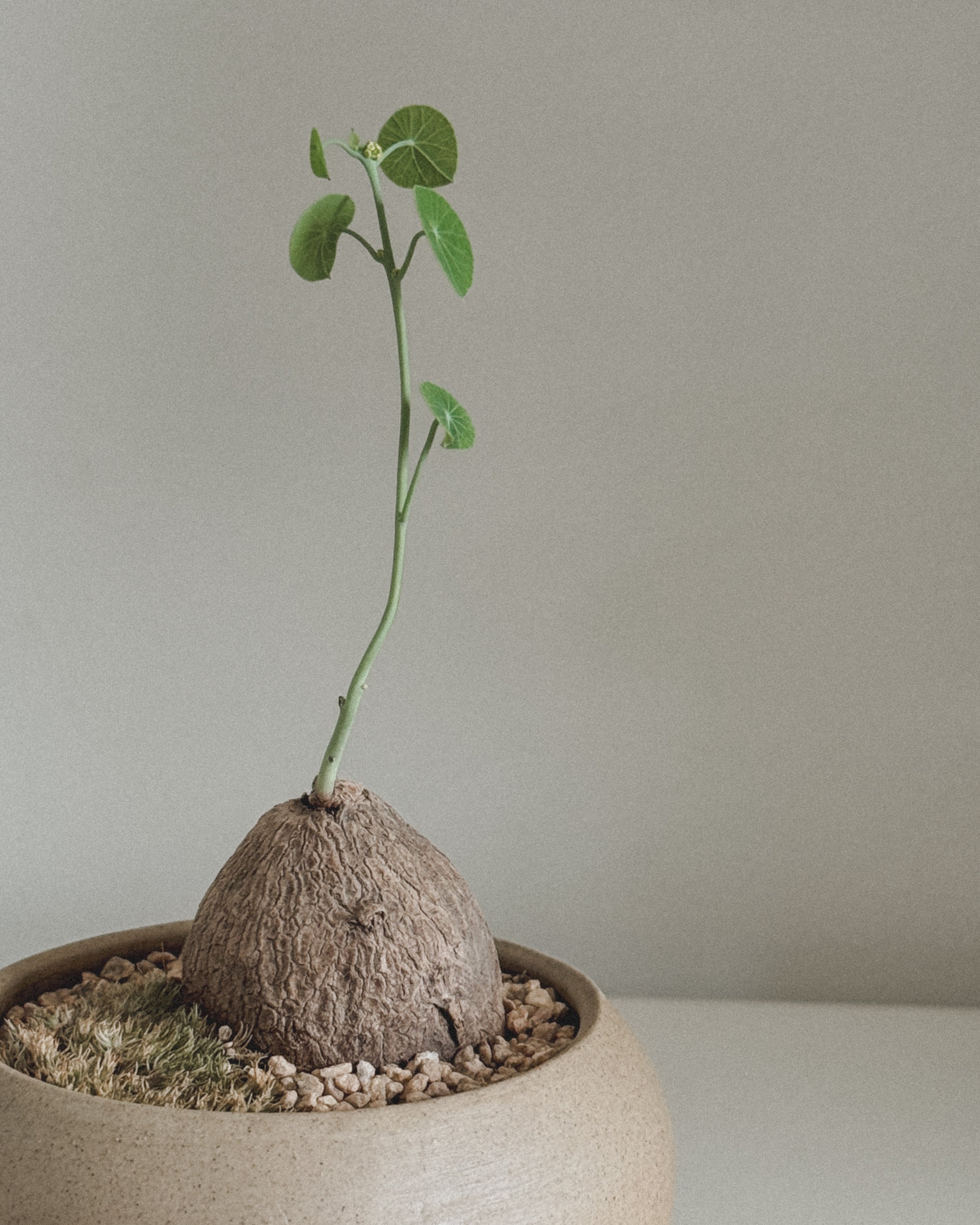 Stephania Erecta in mini