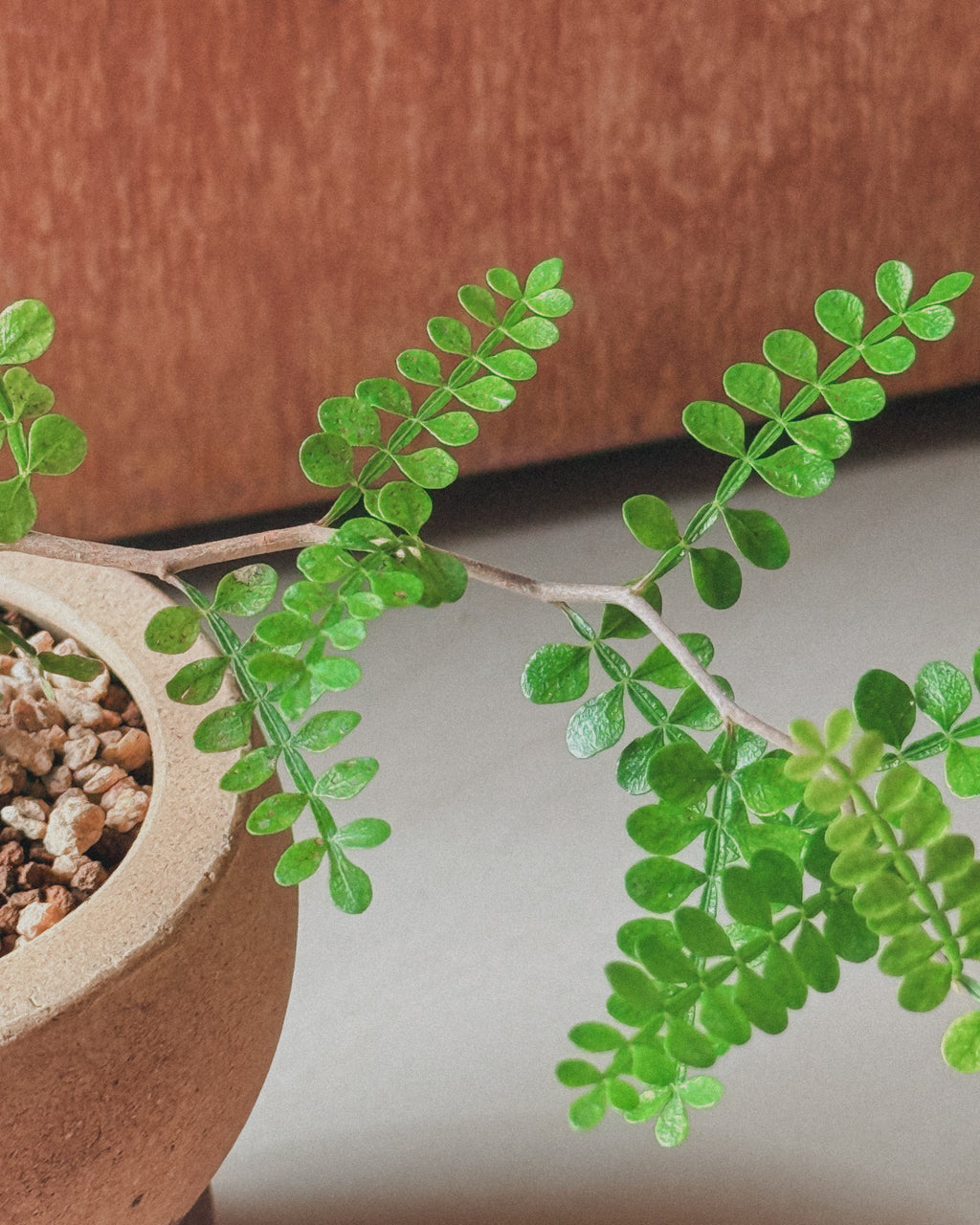 Operculicarya Pachypus super mini