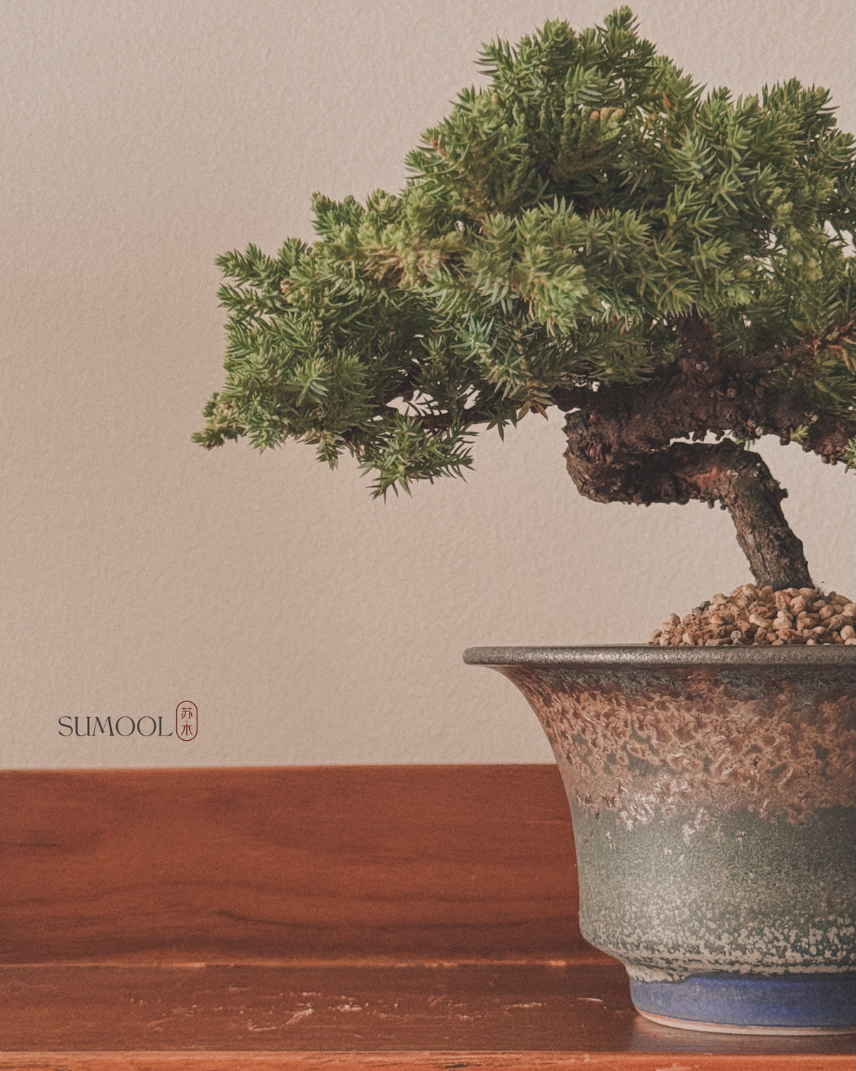 Japanese Juniper Sleeping Pine