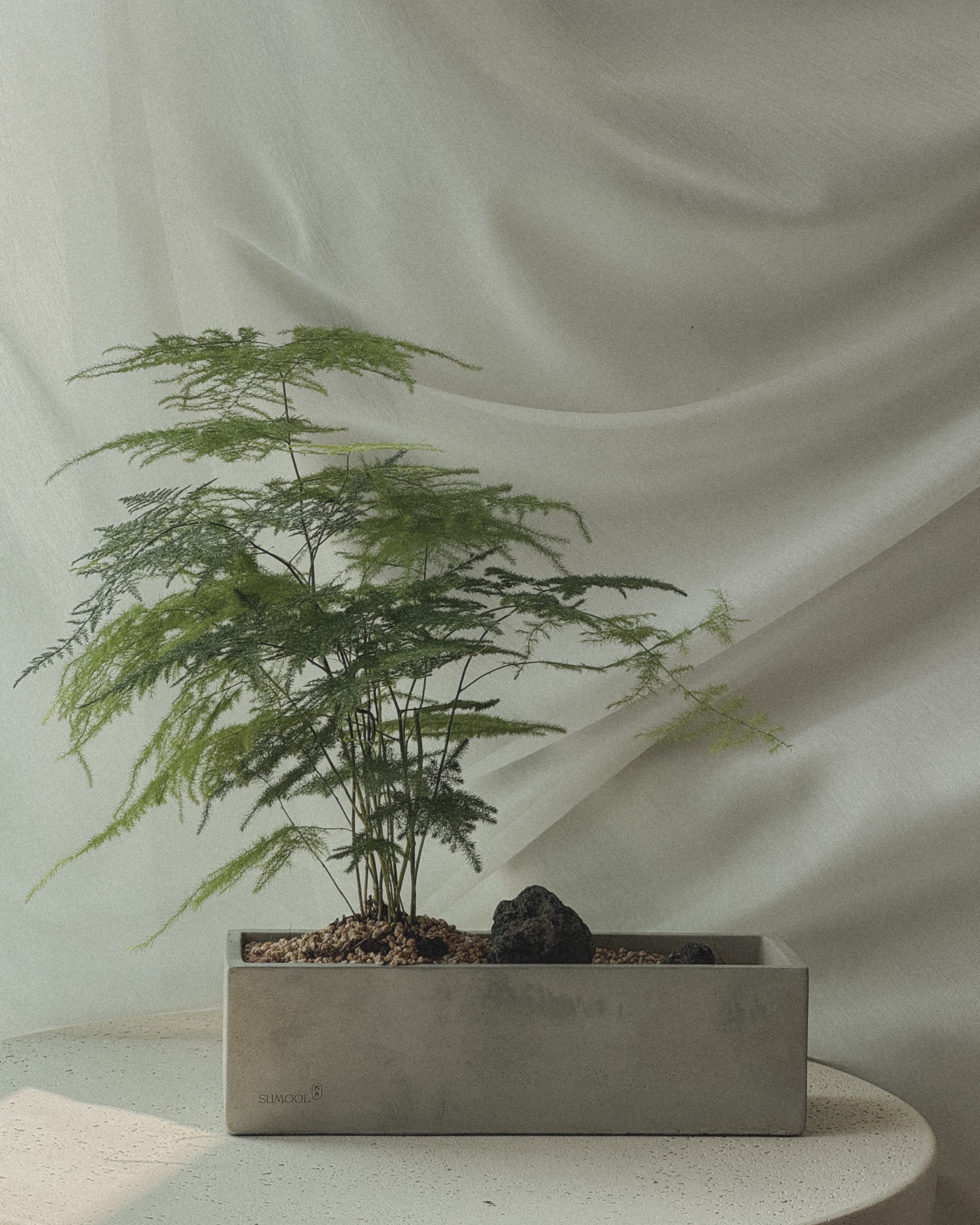 Asparagus Fern Table Forest style