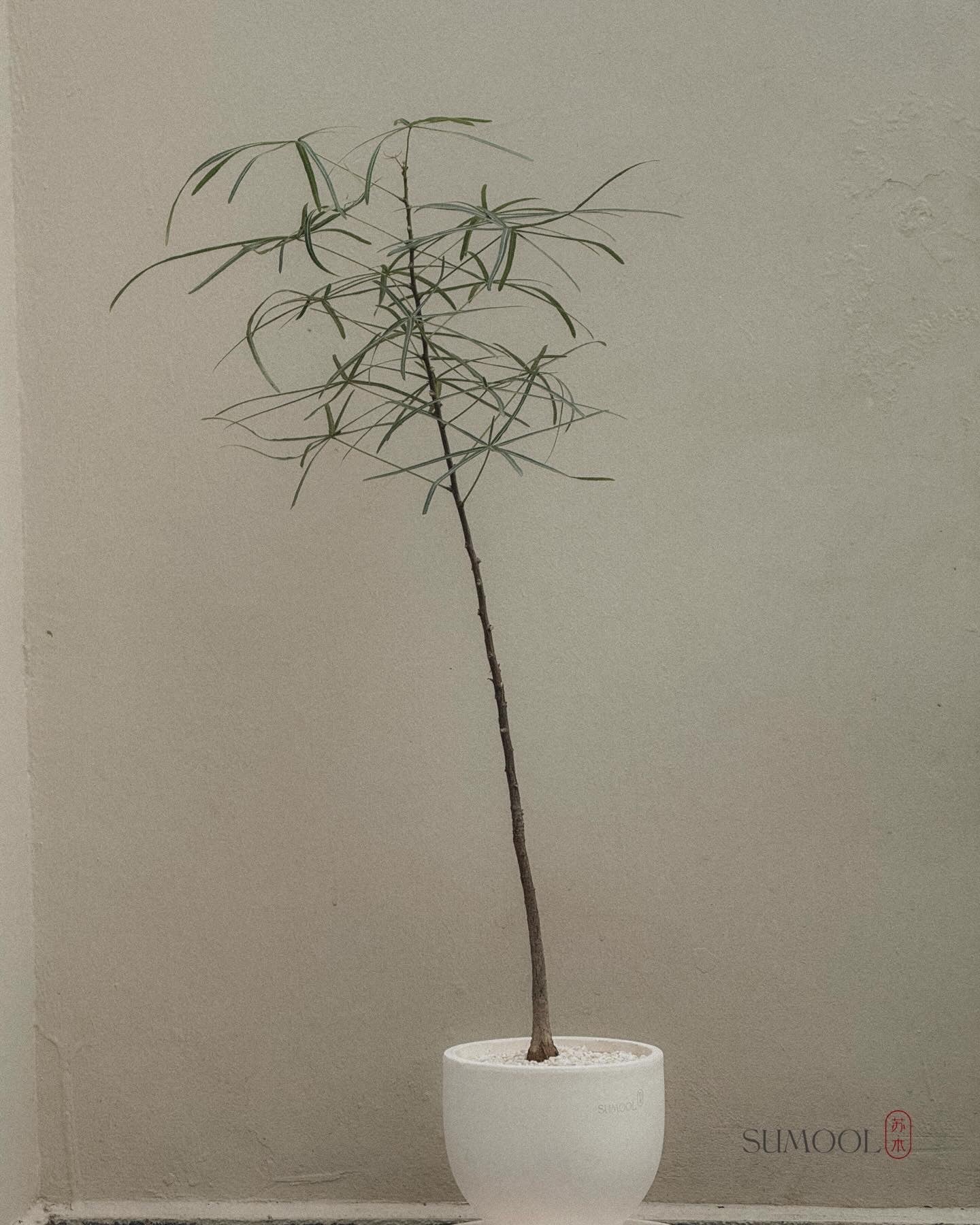 Bottle Tree (Brachychiton Rupestris)