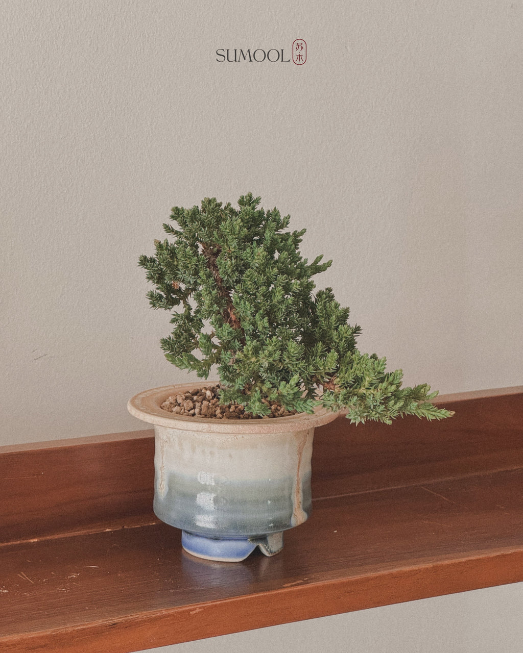 Little Japanese Juniper Sleeping Pine