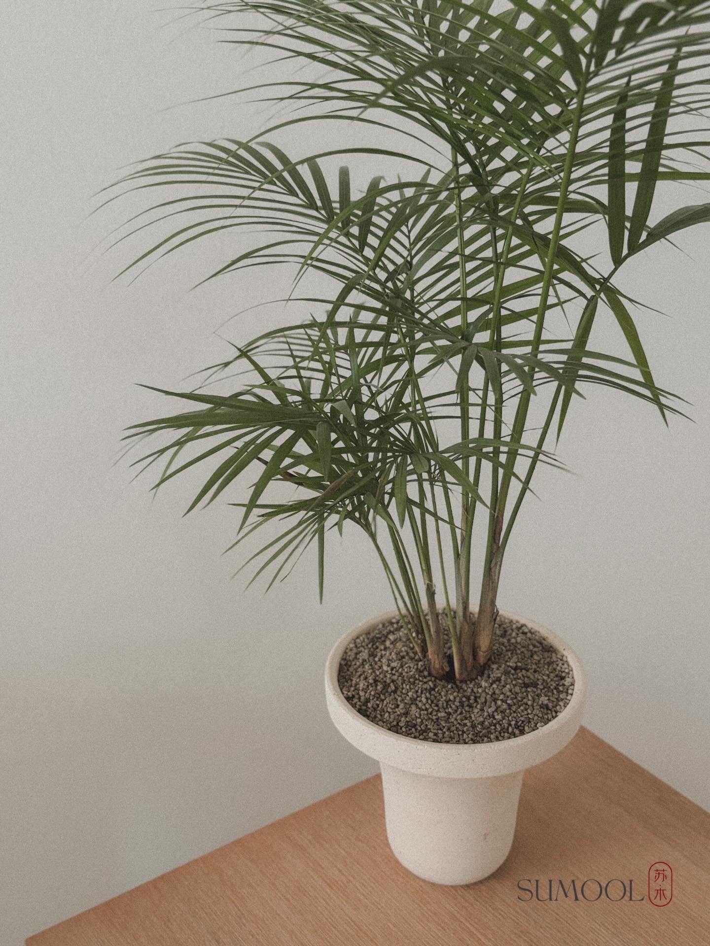 Java Palm (Rhopaloblaste)